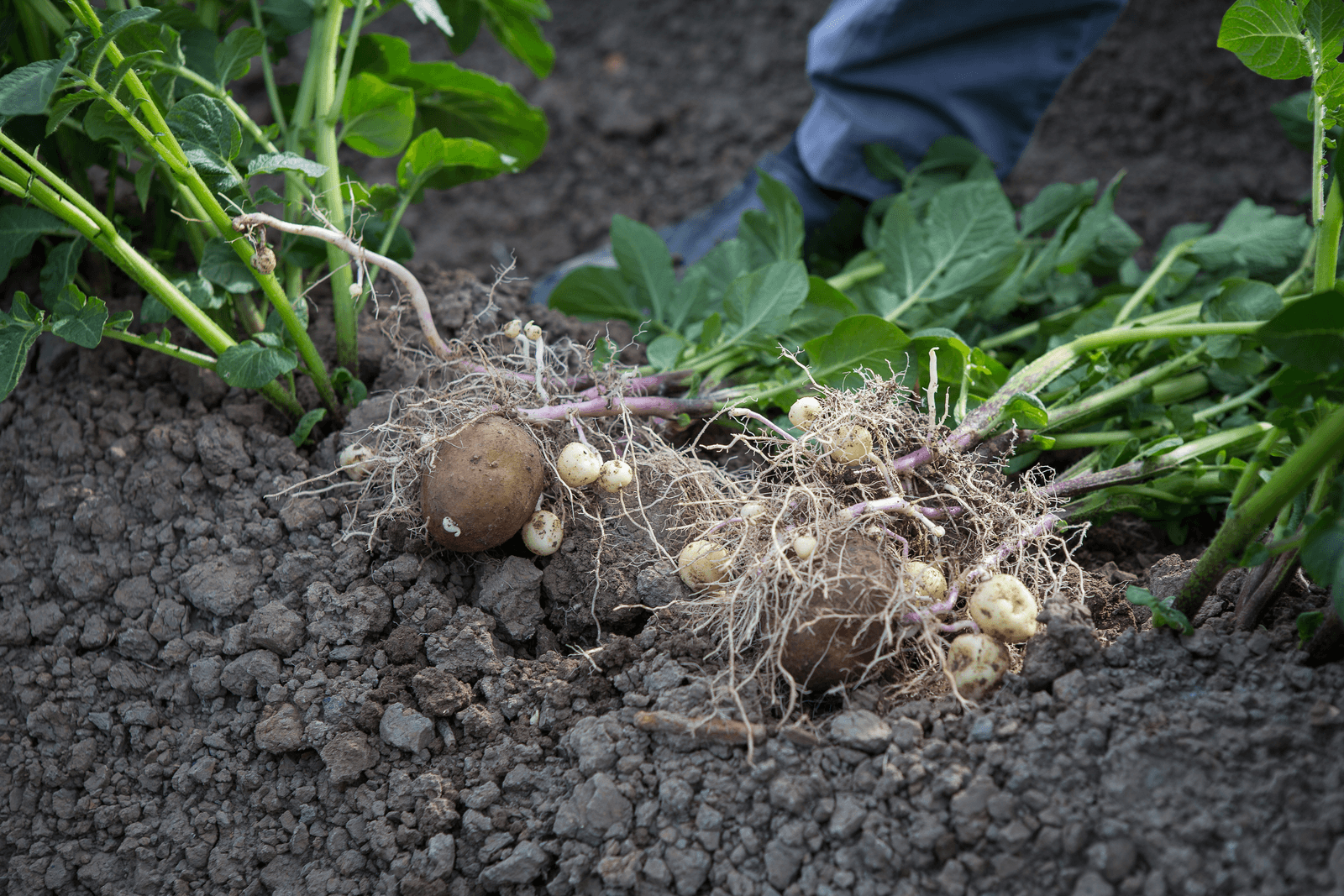Verlagingspercentage pootgoed iets gezakt - Foto: Peter Roek