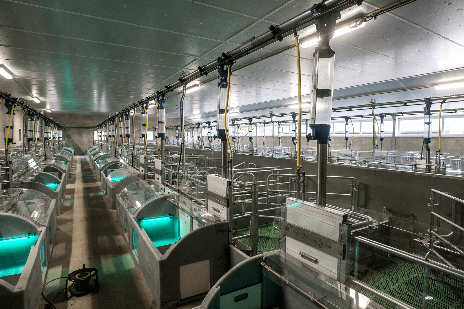 Varkenshouder kiest voor vrijlopende zeugen in kraamstal - Foto: Ronald Hissink