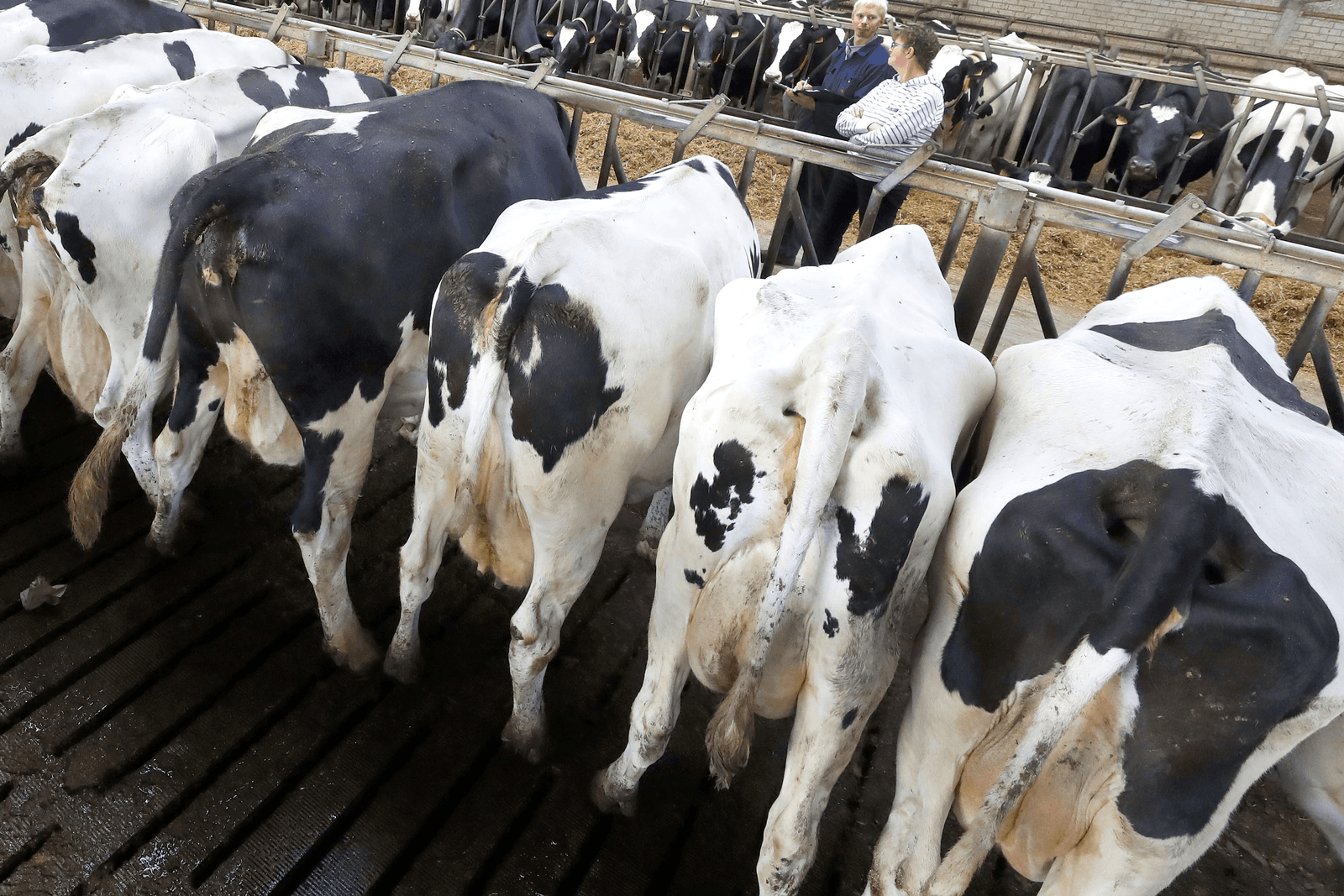 Einde derogatie bij huidige stand van zaken - Foto: Bert Jansen