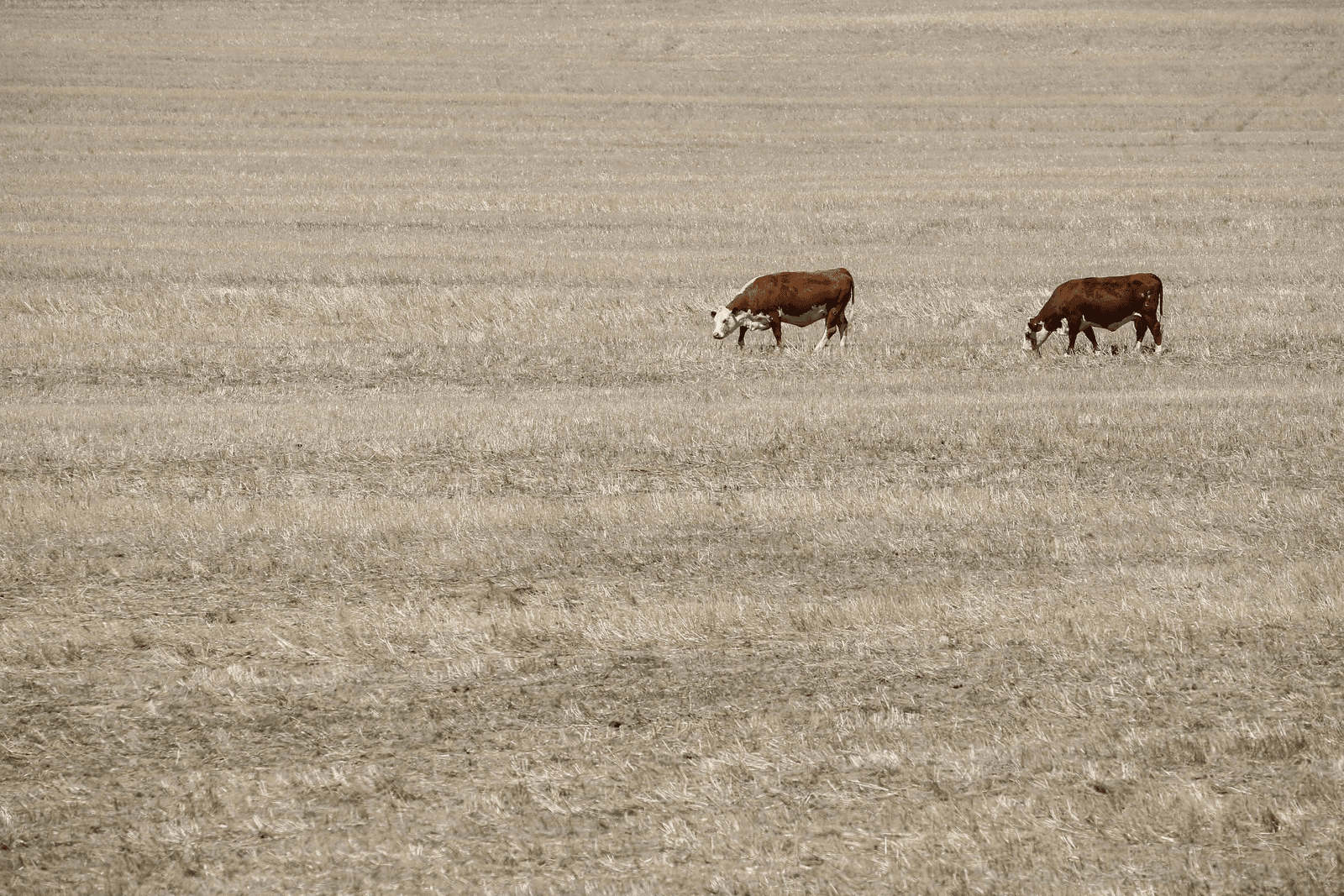 Droogte leidt tot voedselschaarste in zuidelijk Afrika - Foto: EPA