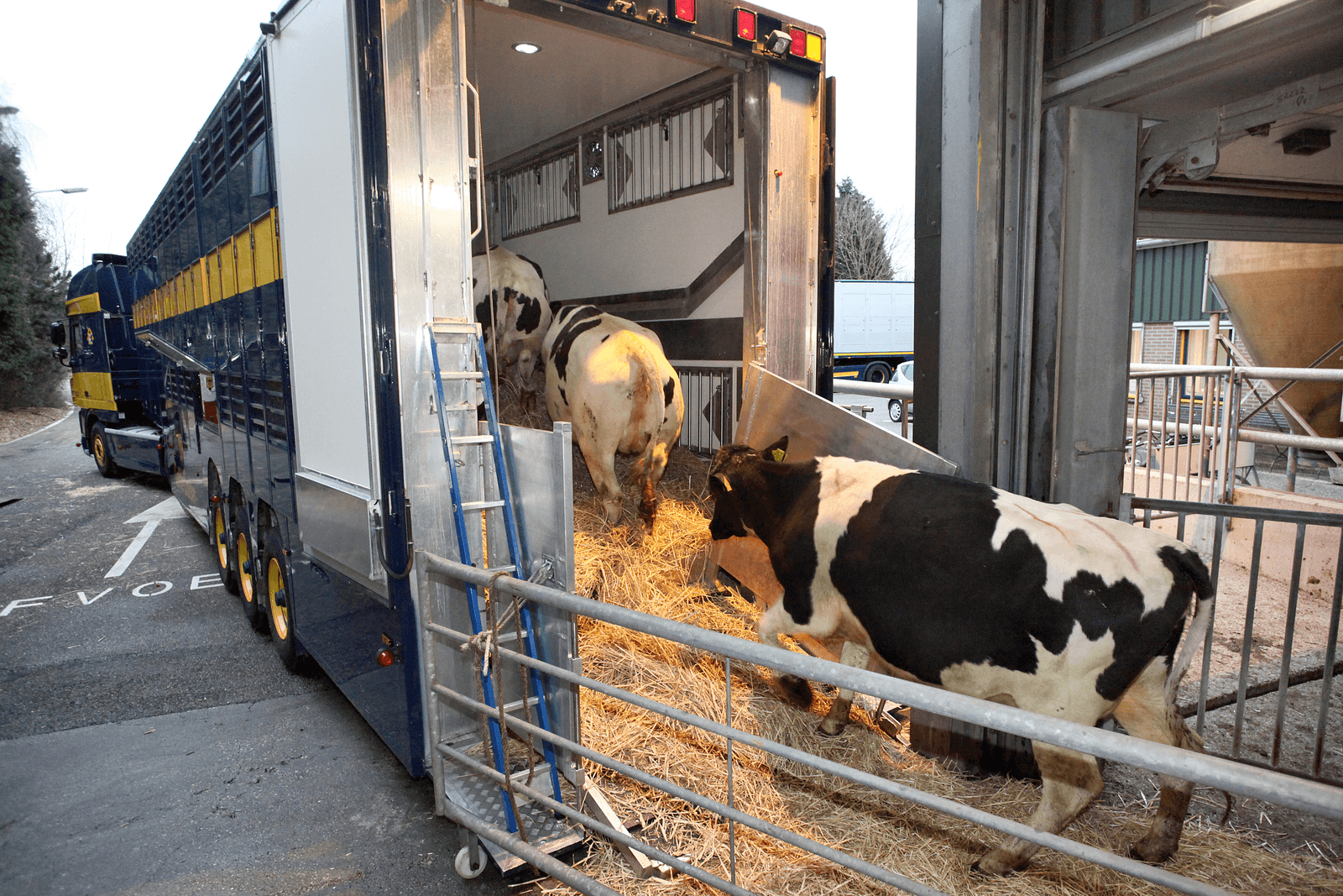 Exportvaarzen stappen in een Cattle Cruiser, die van alle gemakken is voorzien. Volgens een uitspraak van het Europese Hof zijn langere rusttijden tijdens veetransport mogelijk. - Foto: Ton Kastermans