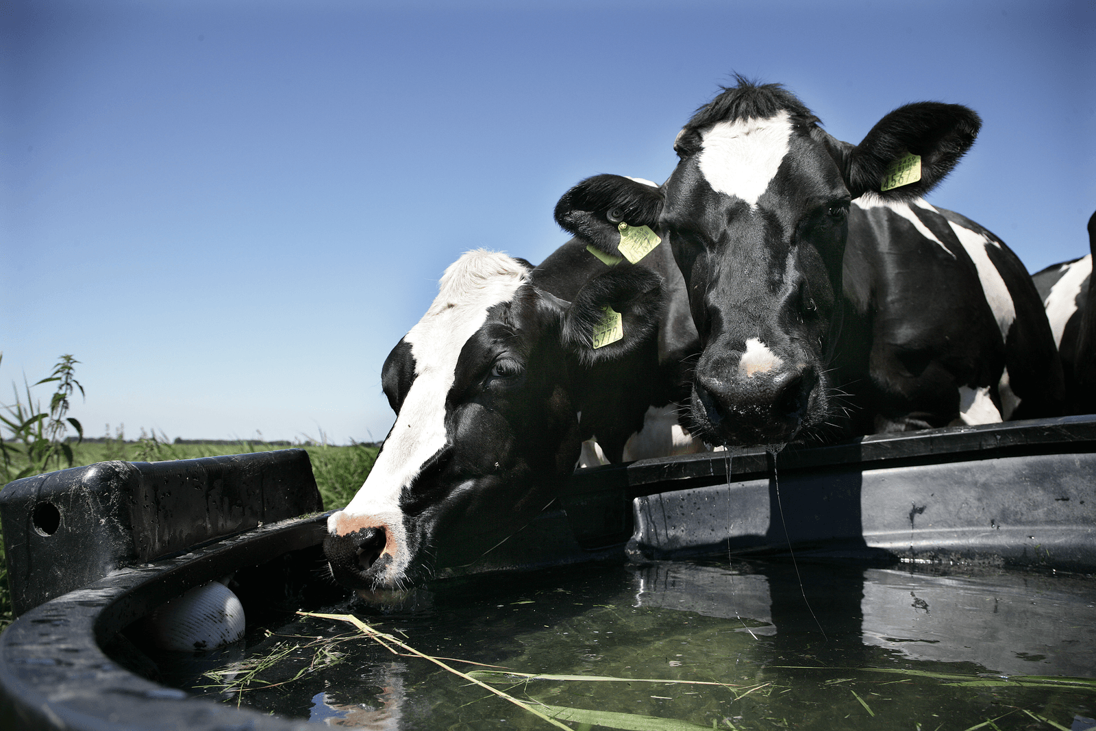 Humaan medicijn bedreigt waterkwaliteit - Foto: Hans Prinsen