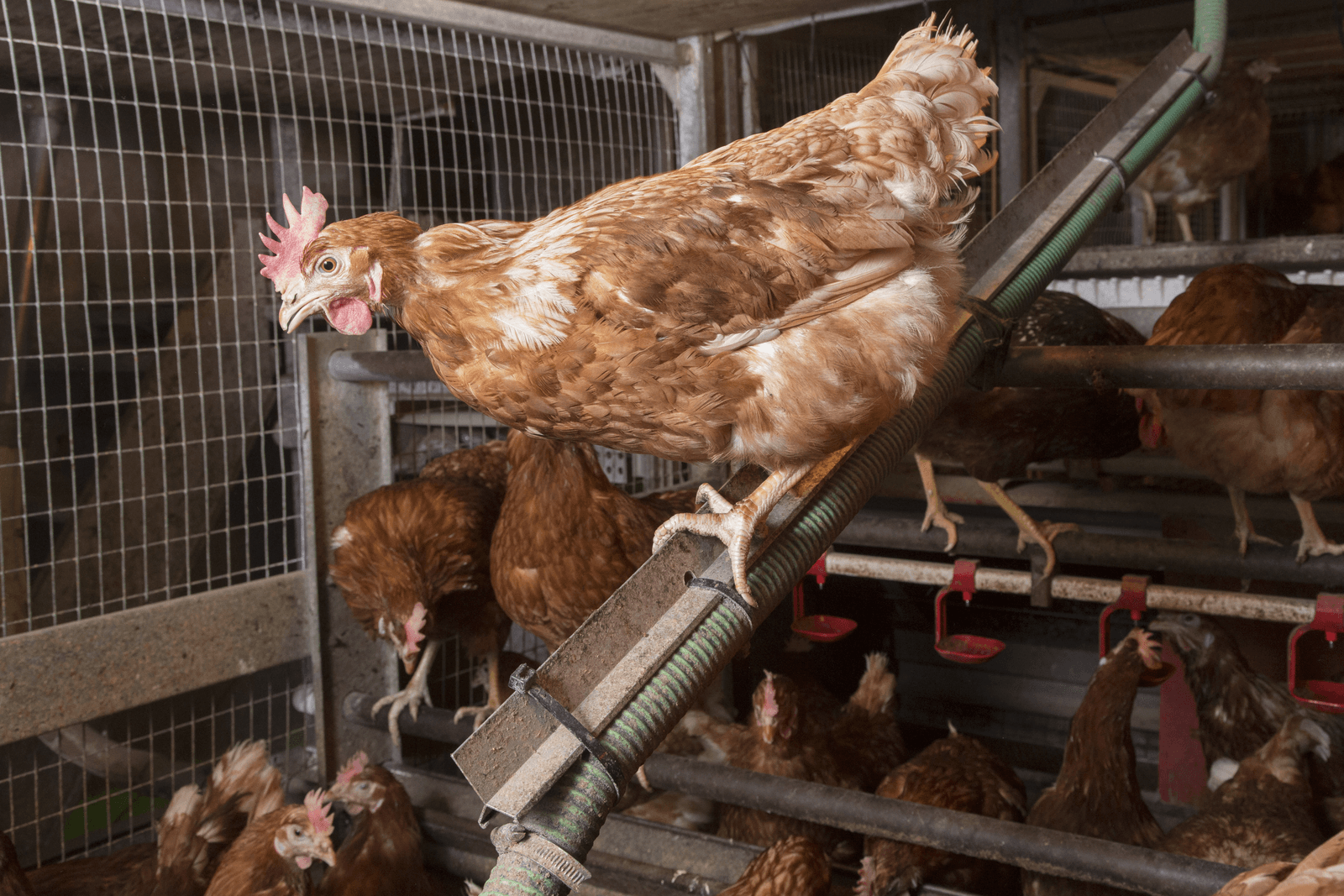 Positie Nederlands pluimveecluster onder druk - Foto: Koos Groenewold