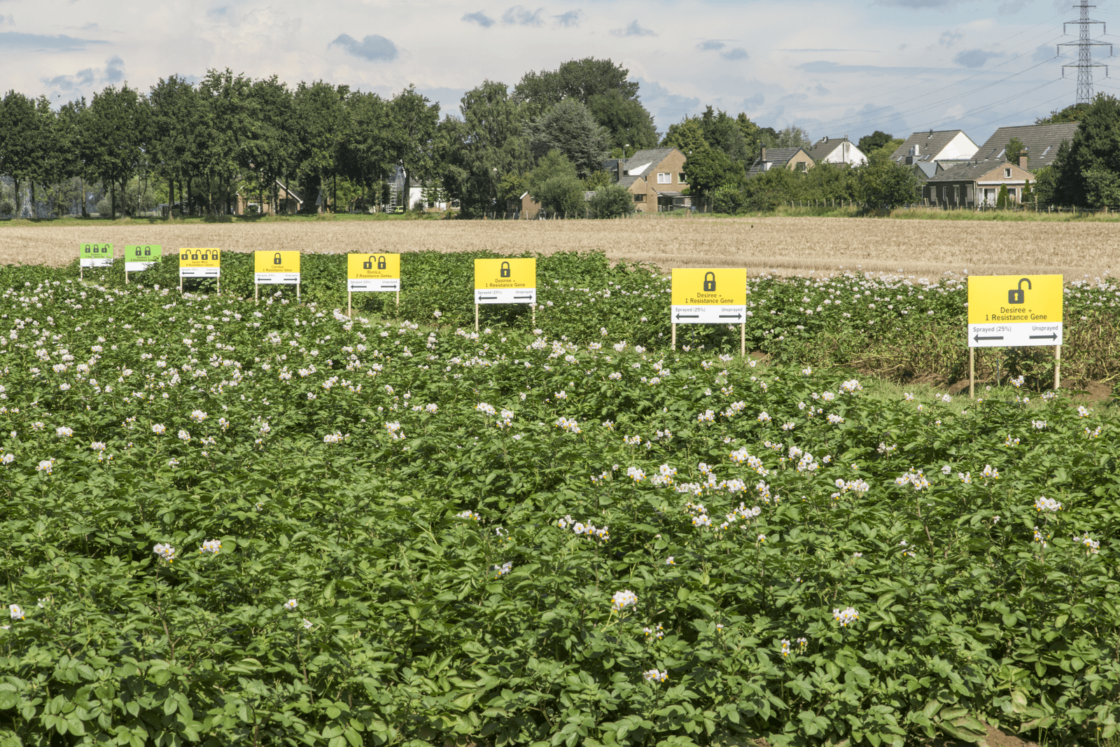 Proefveld voor onderzoek phytophthora-resistentie - Foto: Koos Groenewold