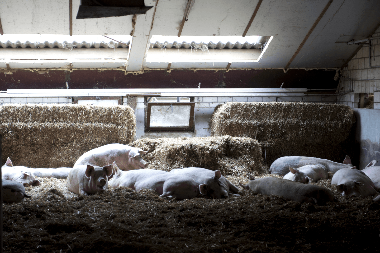 Livar krijgt drie sterren van Dierenbescherming - Foto: Marcel van Hoorn