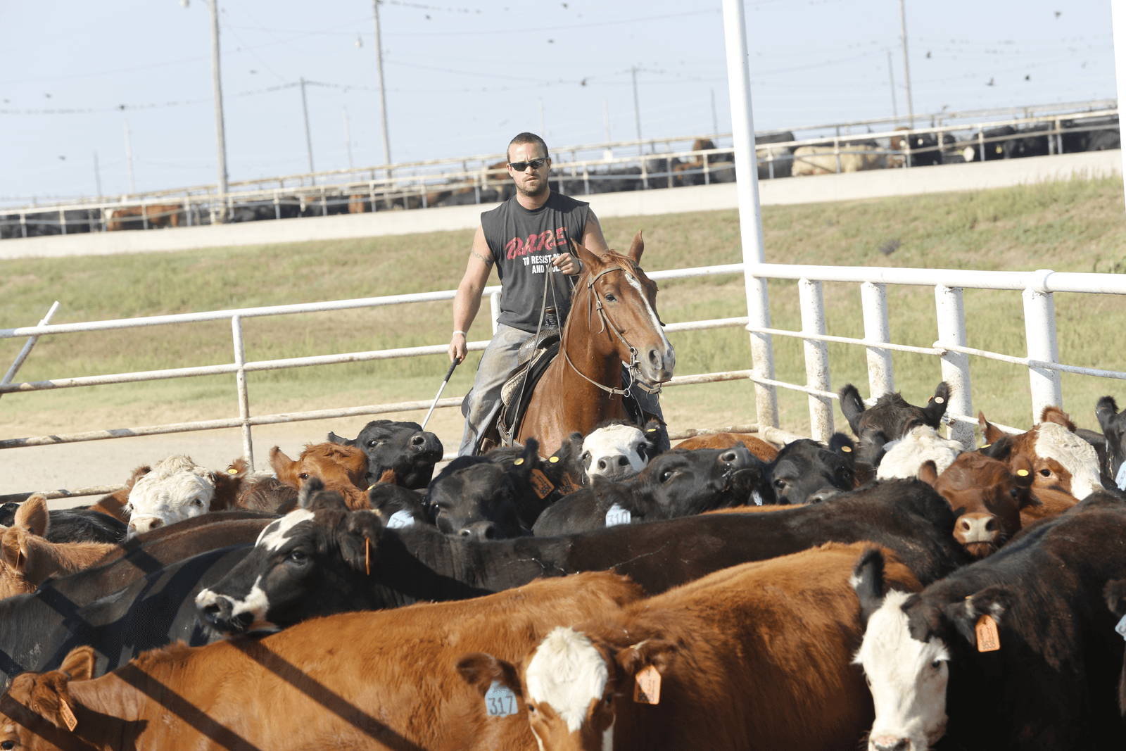 Ranchers in Noord-Amerika hebben sinds 2014 de rundveestapel flink uitgebreid. Cargill kan daardoor meer voer kwijt en krijgt meer slachtvee aangeboden. - Foto: Henk Riswick.