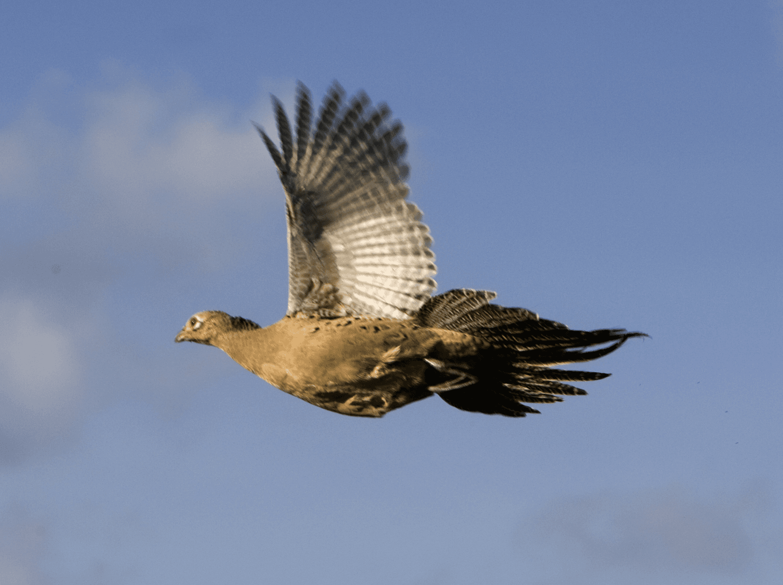 Laagpathogene vogelgriep in Duitsland - Foto: ANP