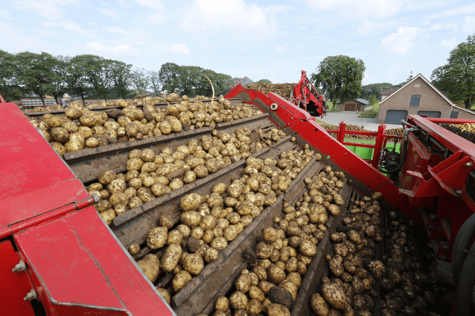 De hectare-opbrengsten van fritesaardappelen vallen tegen dit seizoen. - Foto: Henk Riswick