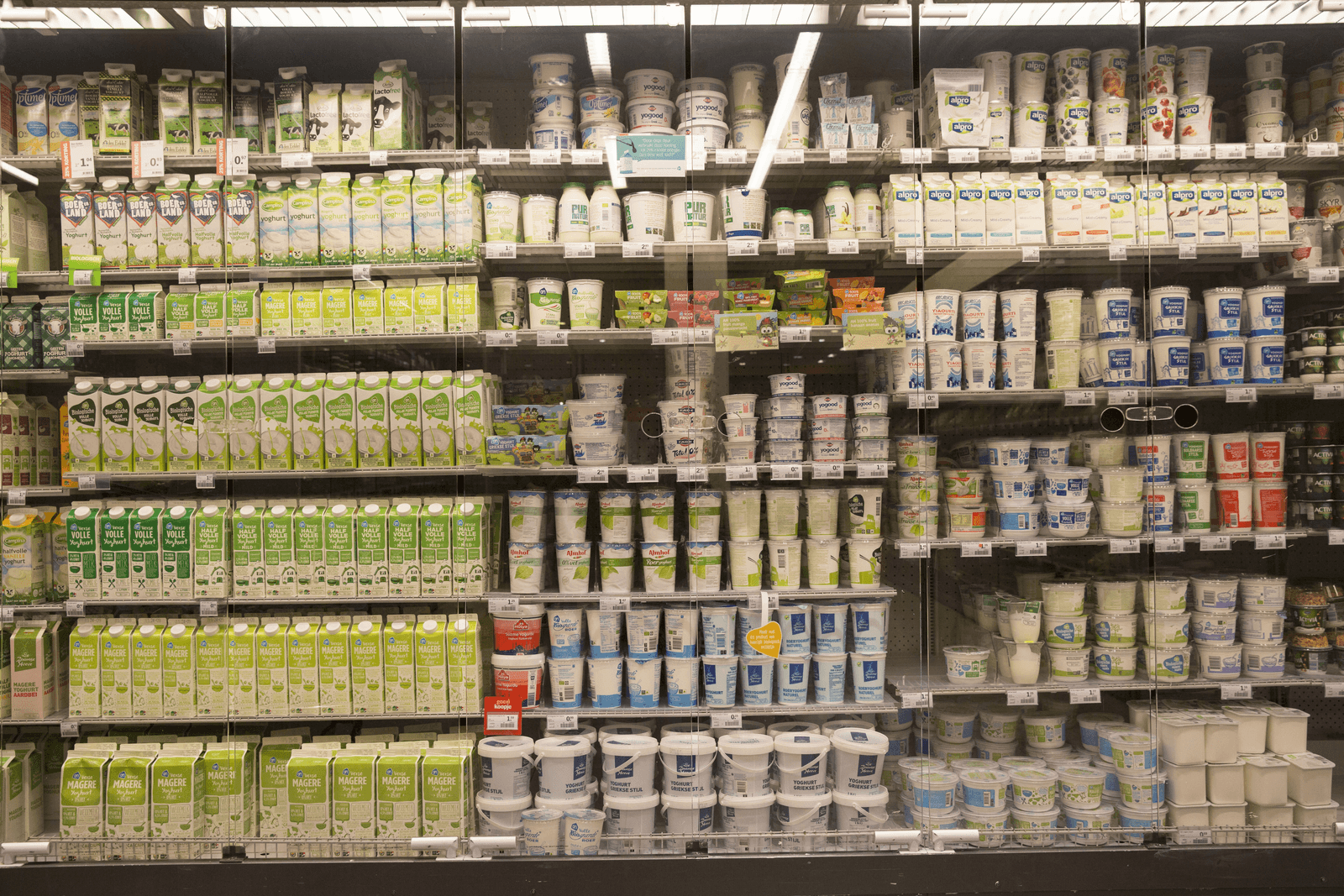 FAO: zuivel essentieel voor terugdringen armoede - Foto: Koos Groenewold