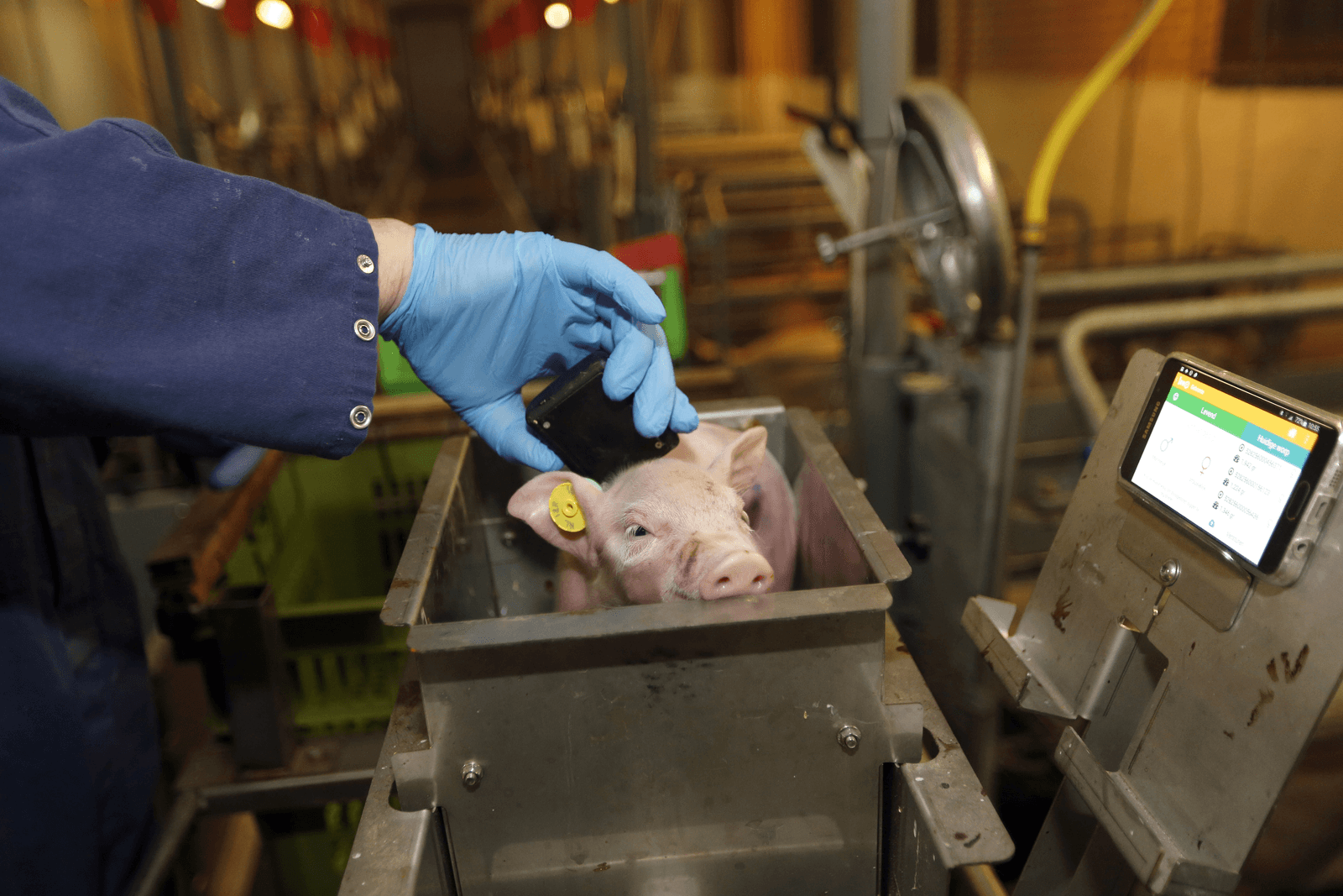 Met speciale apparatuur wordt de chip in het oormerk uitgelezen waarmee de varkenshouder data aan de big kan koppelen. In de slachterij wordt een koppeling met de slachthaak gemaakt. Veruit de meeste chips en uitlezers werken nu met LF-techniek. Dat maakt oormerken van verschillende aanbieders uitwisselbaar. Wel moeten aanbieders van apparatuur afspraken maken over uitwisselbaarheid van datastromen. <br /><em>Foto: Bert Jansen</em>