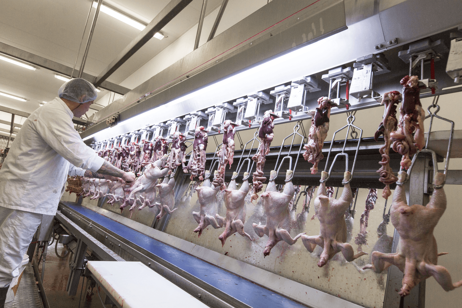 EU verhandelt meer pluimveevlees - Foto: Koos Groenewold