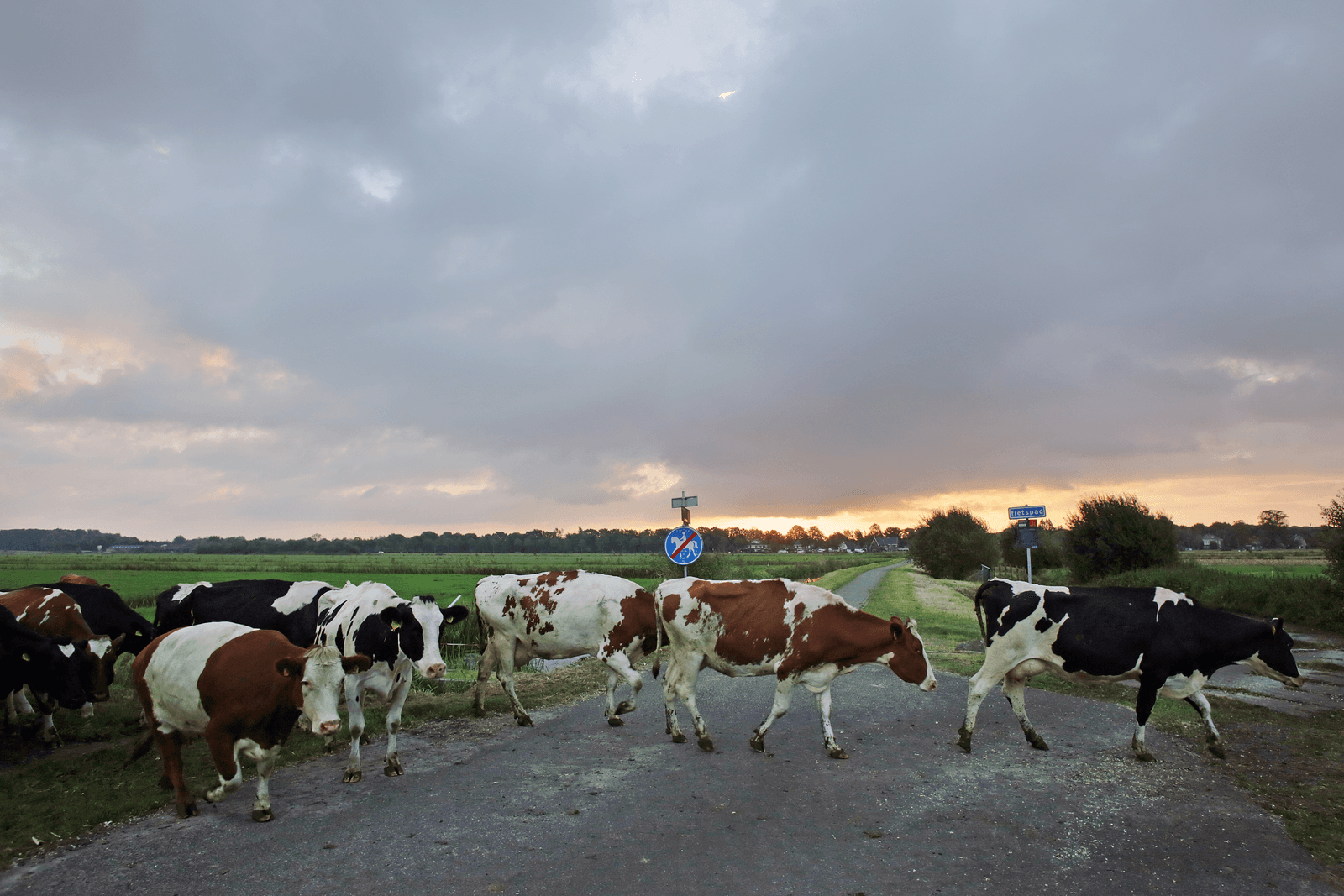 De verhoogde weidetoeslag van FrieslandCampina zal niet veel effect hebben - Foto: Ton Kastermans Fotografie