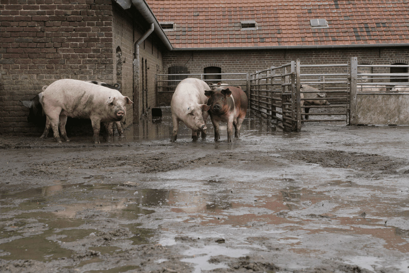 Foto: Michel Zoeter