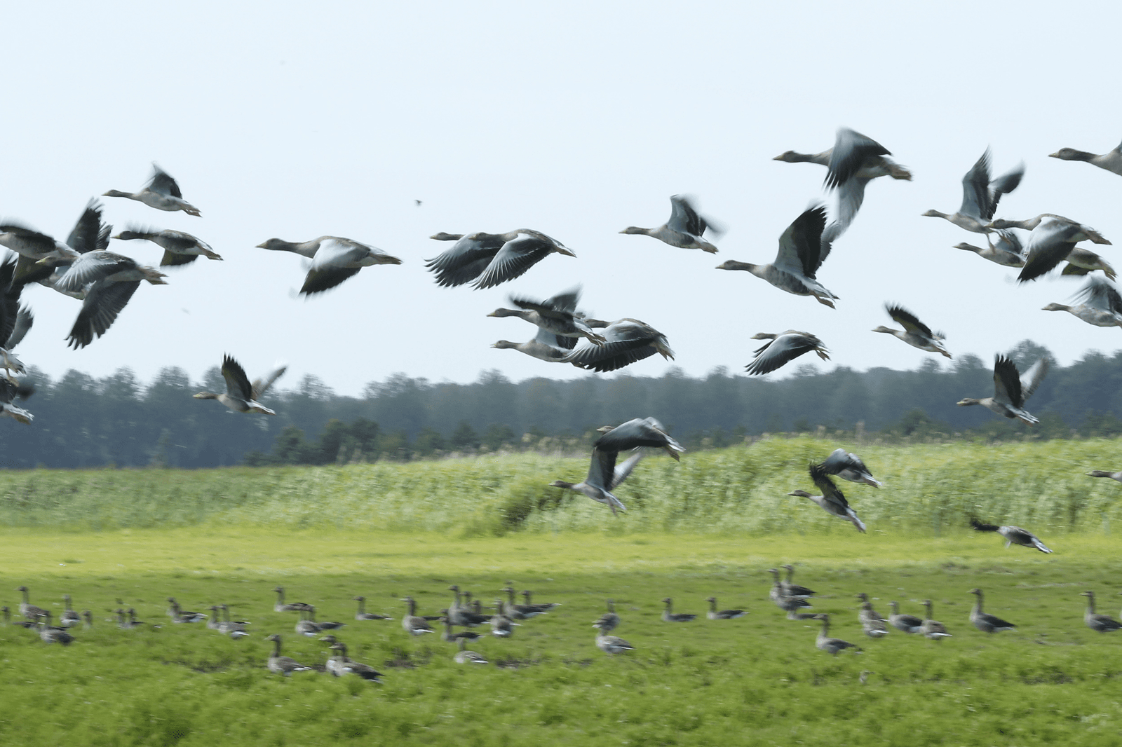 Foto: Henk Riswick