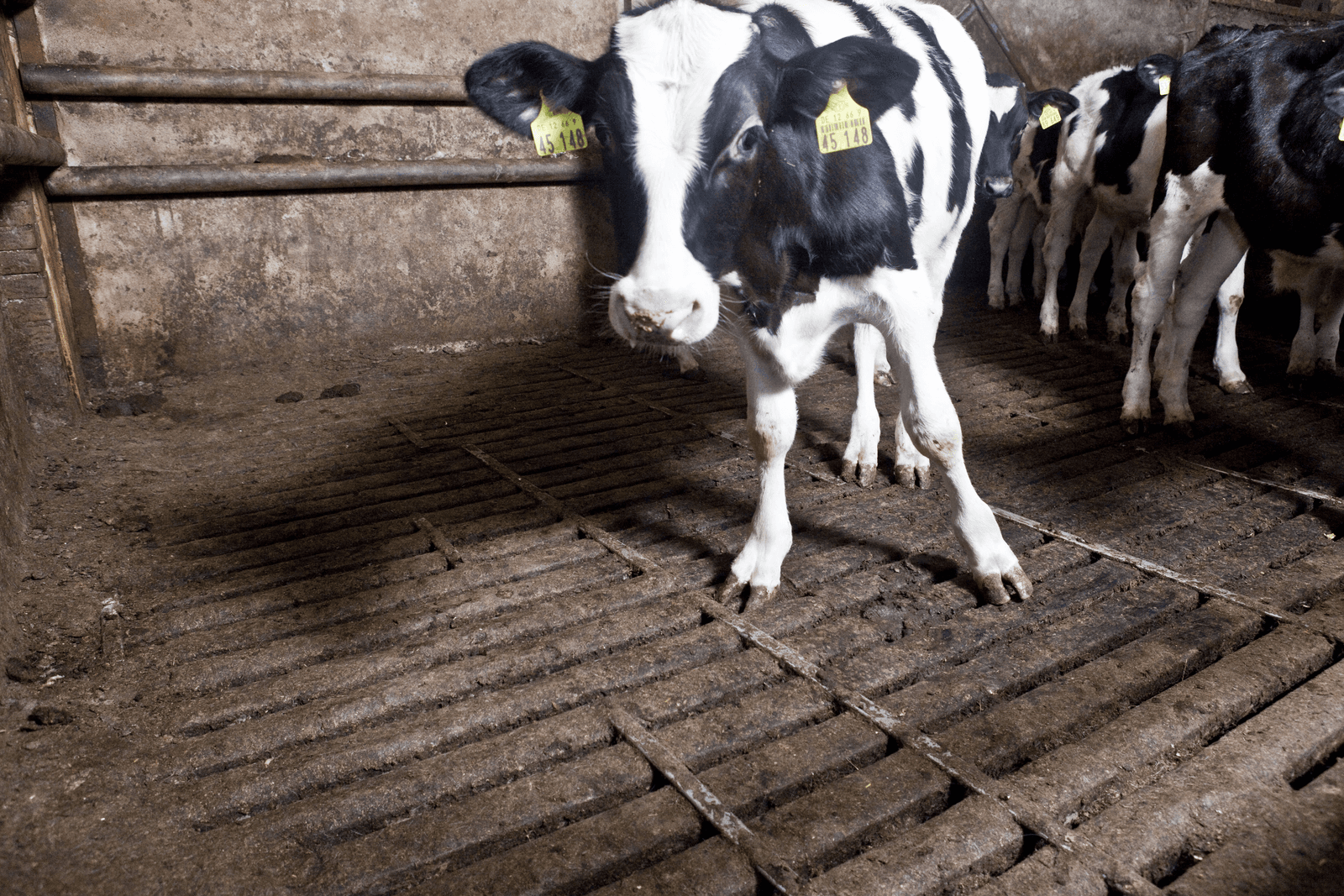 Foto: Koos Groenewold