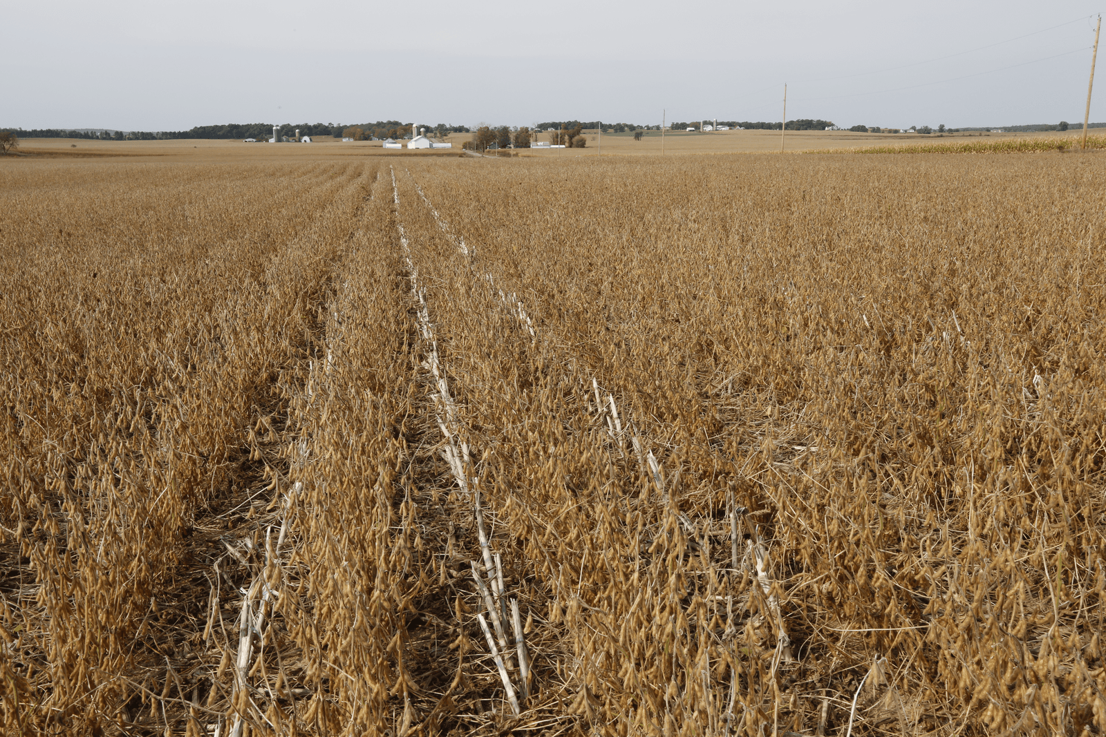 Brazilië teelt 10 miljoen hectare illegale soja - Foto: Henk Riswick