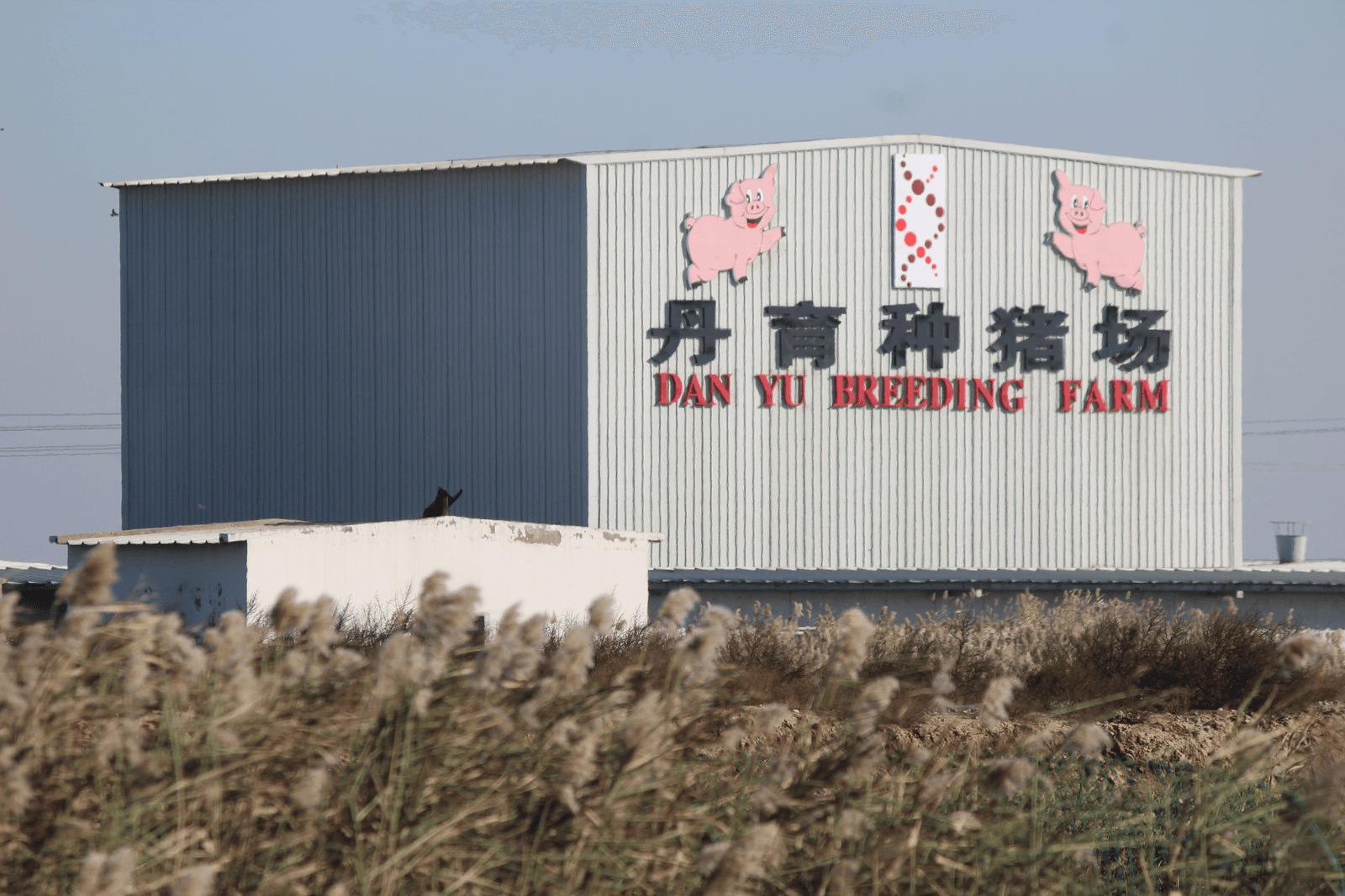 De Chinese varkenssector groeit flink onder invloed van hoge marges - Foto: Vincent ter Beek