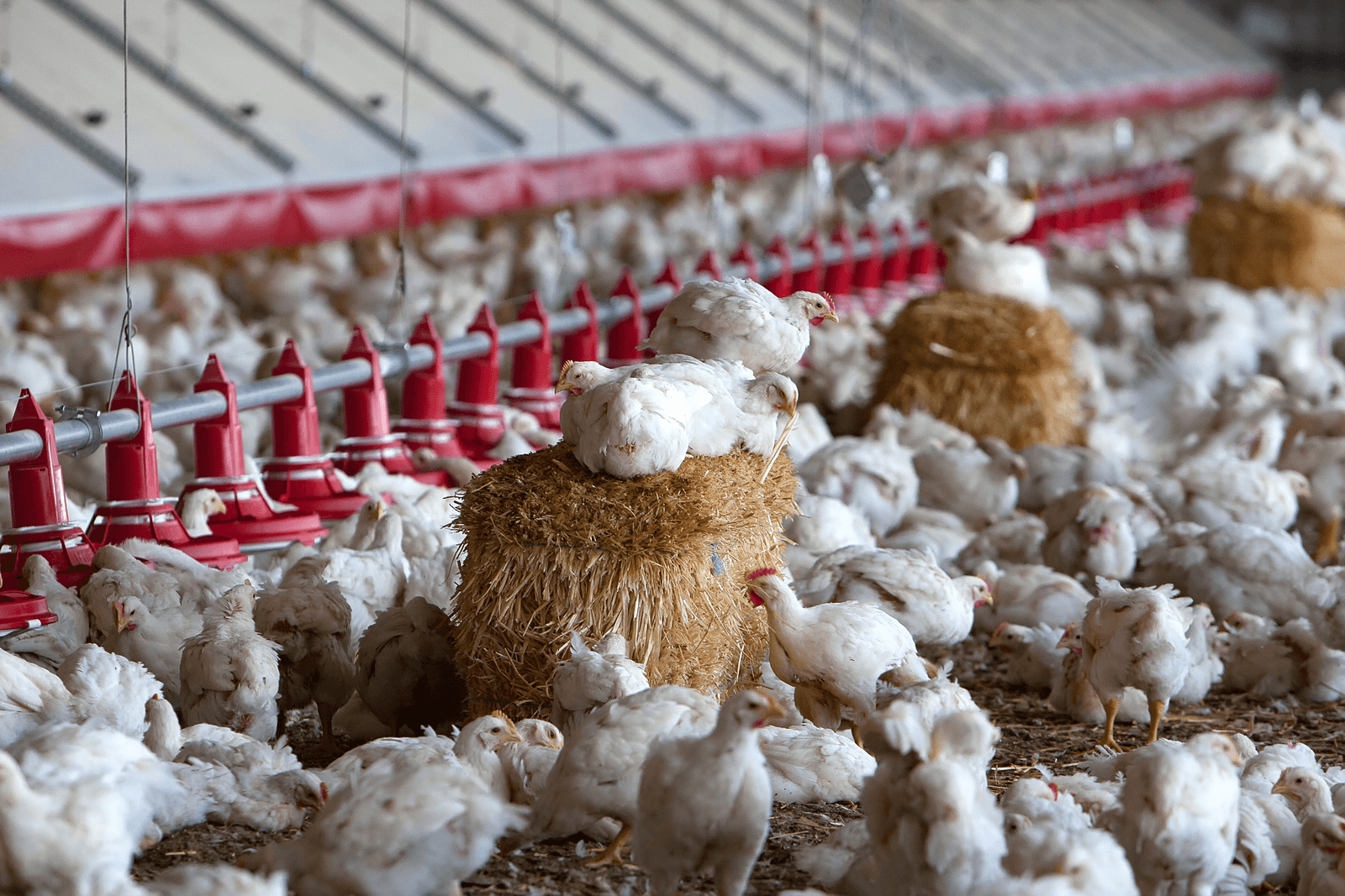 Meer Nederlandse deelname aan Tierwohl - Foto: Ronald Hissink