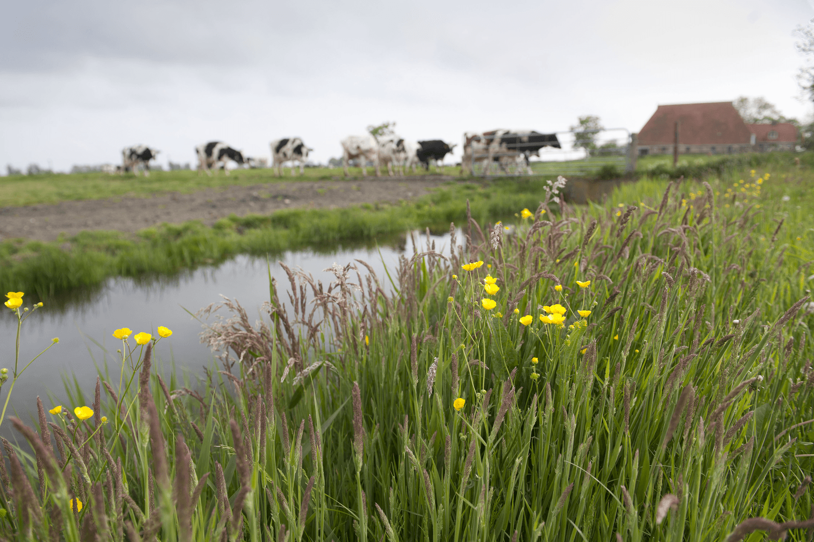 De Wet natuurbescherming en de daarop gebaseerde uitvoeringsregelgeving treedt op 1 januari 2017 in werking. - Foto: Mark Pasveer