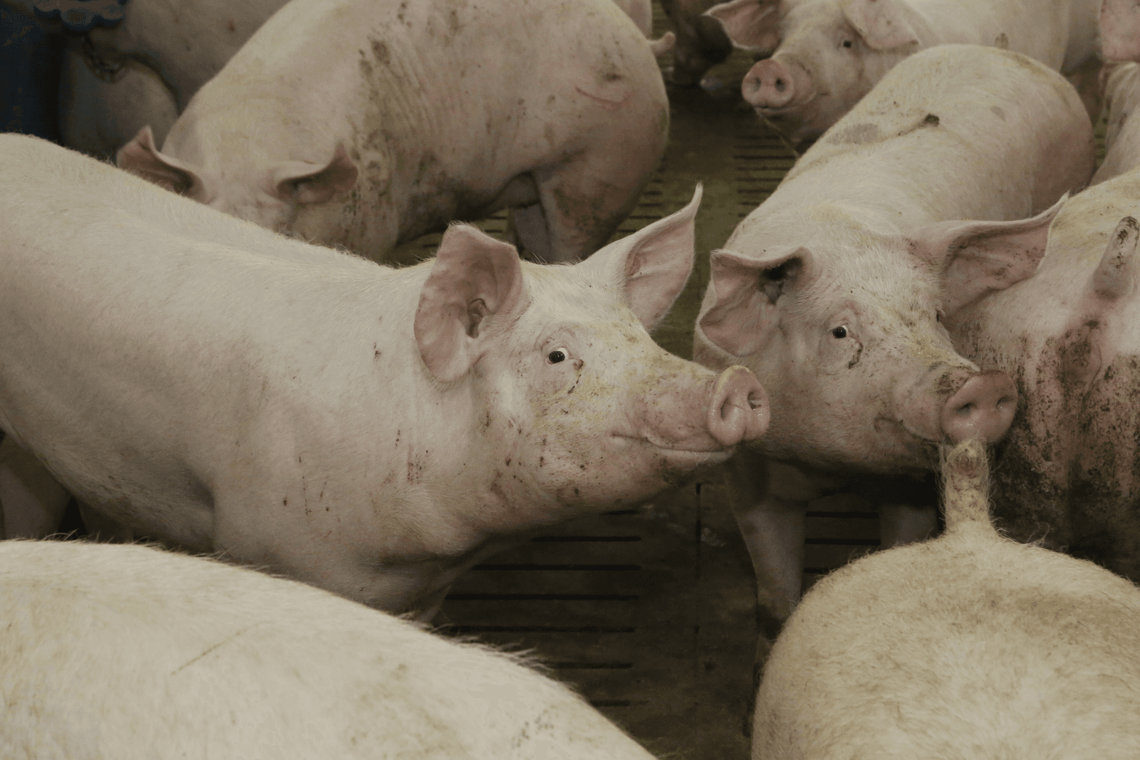 Rabobank is positief gestemd over varkensmarkt - Foto: Henk Riswick