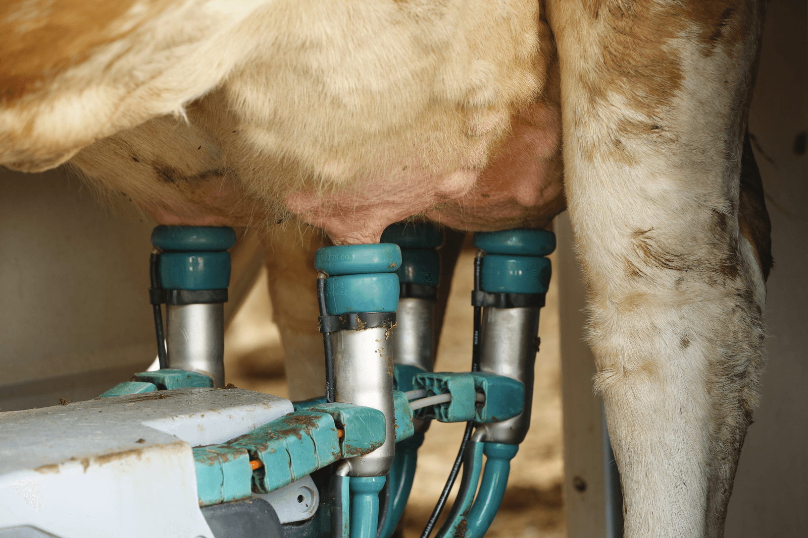 Melkveebedrijven hebben in 2016 bijna 40.000 hectare meer grond opgegeven dan in 2014. - Foto: Henk Riswick