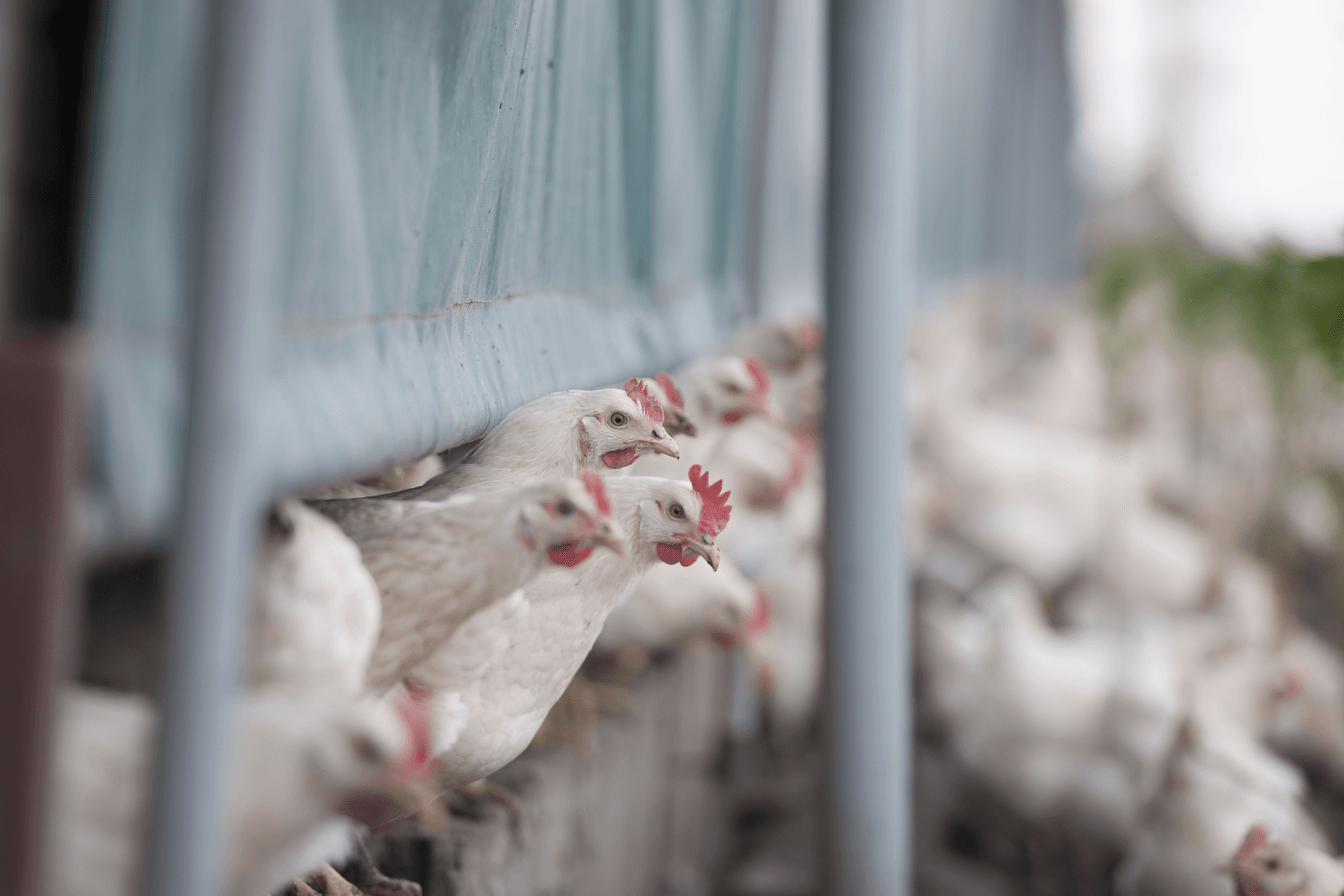 Wageningen waarschuwt voor risico vogelgriep - Foto: Mark Pasveer