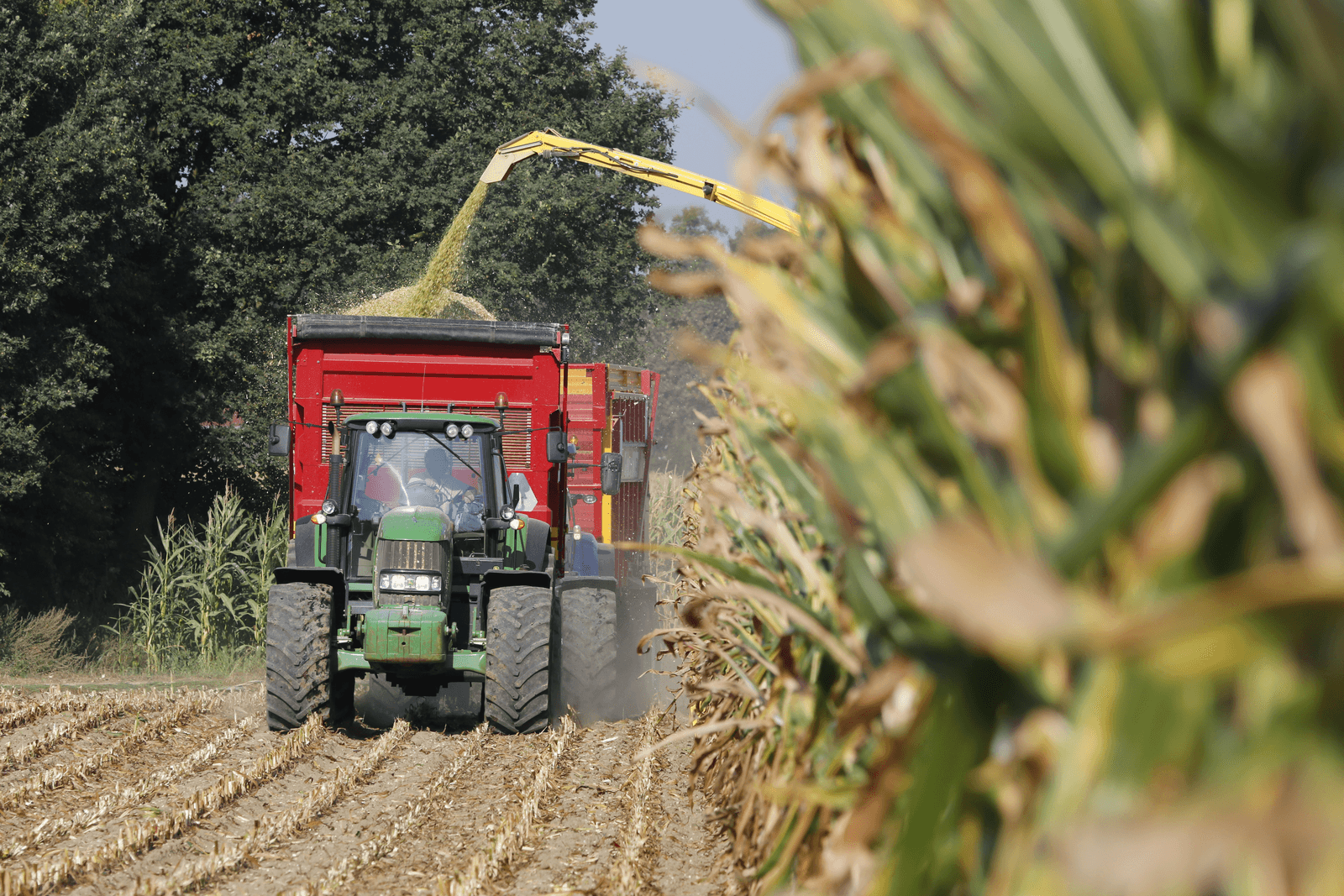 Maisoogst voor groot deel klaar - Foto: Henk Riswick