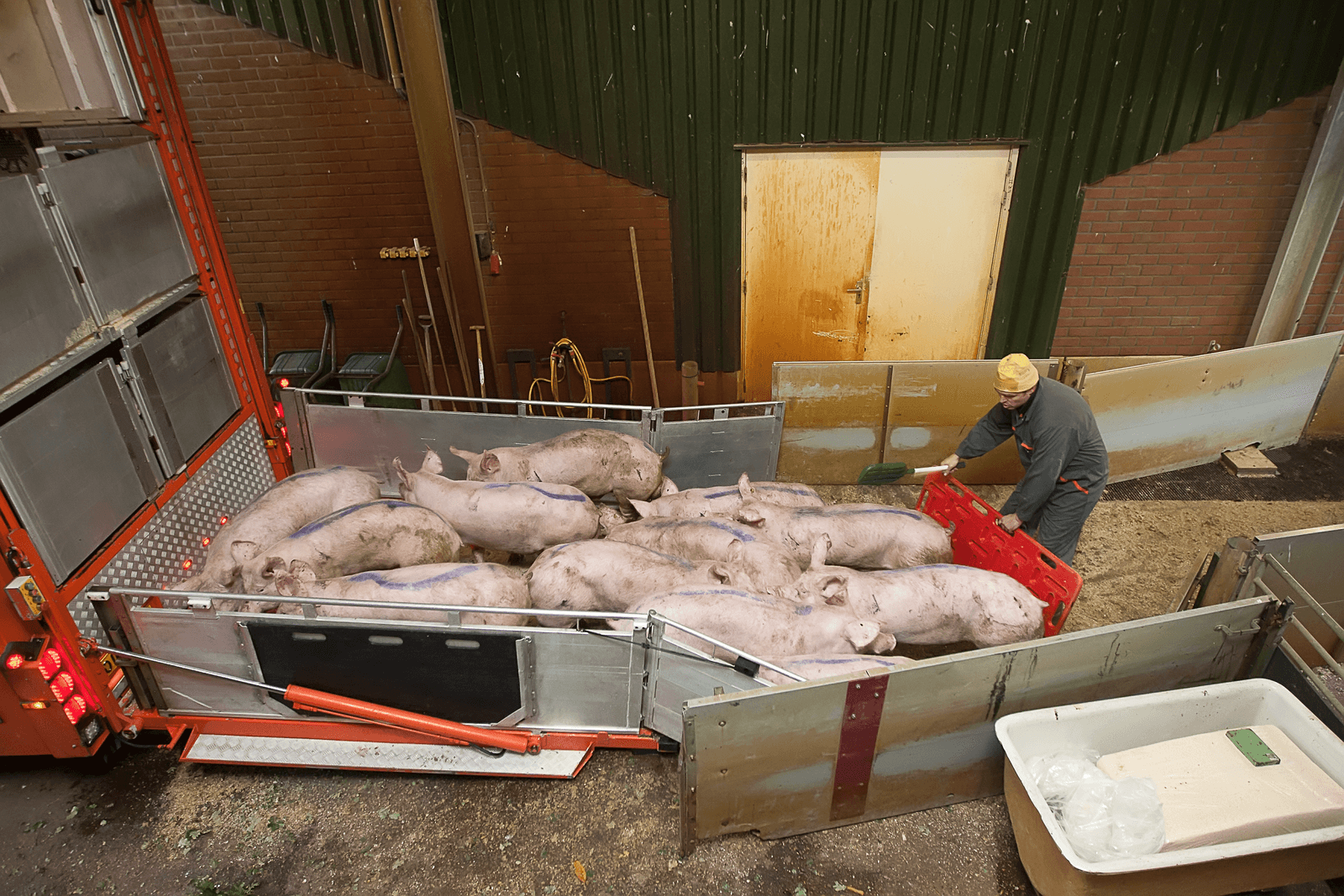 Goede varkens afleveren, een nieuwe markt verkennen. Daar krijg je energie van. - Foto: Ronald Hissink