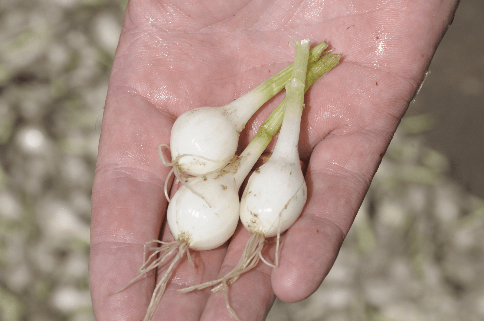 Lagere boetes voor mislukt plantuienkartel - Foto: Penn Communicatie