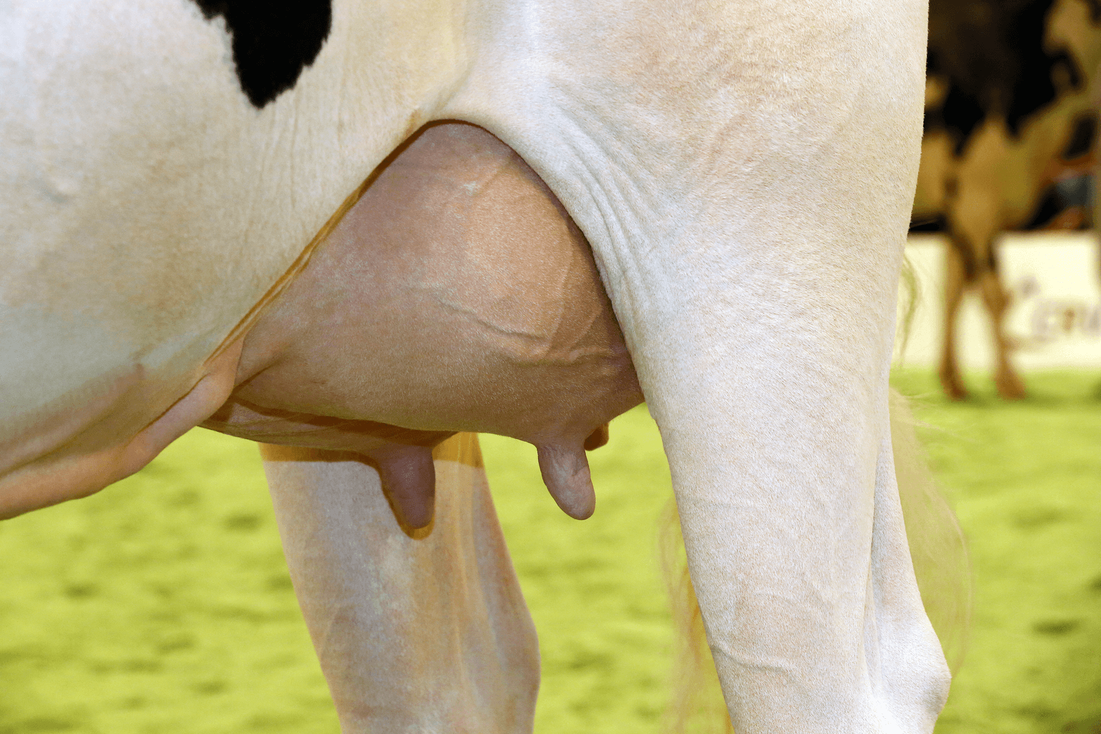 De Nederlandse melkkoe wordt steeds productiever - Foto: Henk Riswick