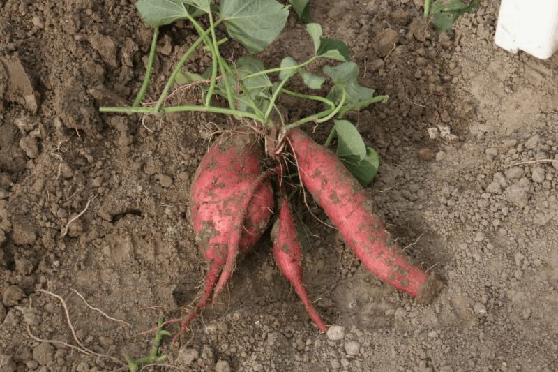 Zoete aardappel perspectiefvol gewas - Foto: Anton Dingemanse
