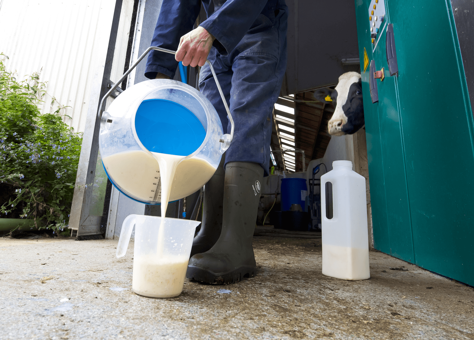 Om een kalf waarvan de moeder hittestress doormaakte een goede start te geven is het volgens ForFarmers cruciaal om deze kalveren direct na de geboorte 3 tot 4 liter biest te geven. - Foto: Ruud Ploeg