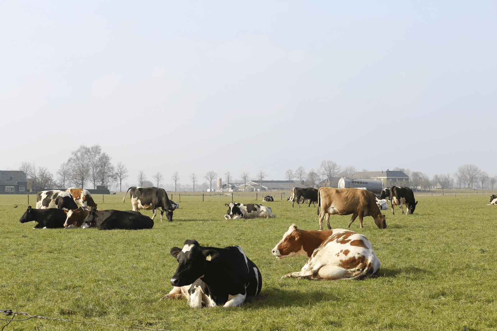 Wakker Dier wil alsnog verplichte weidegang - Foto: Henk Riswick