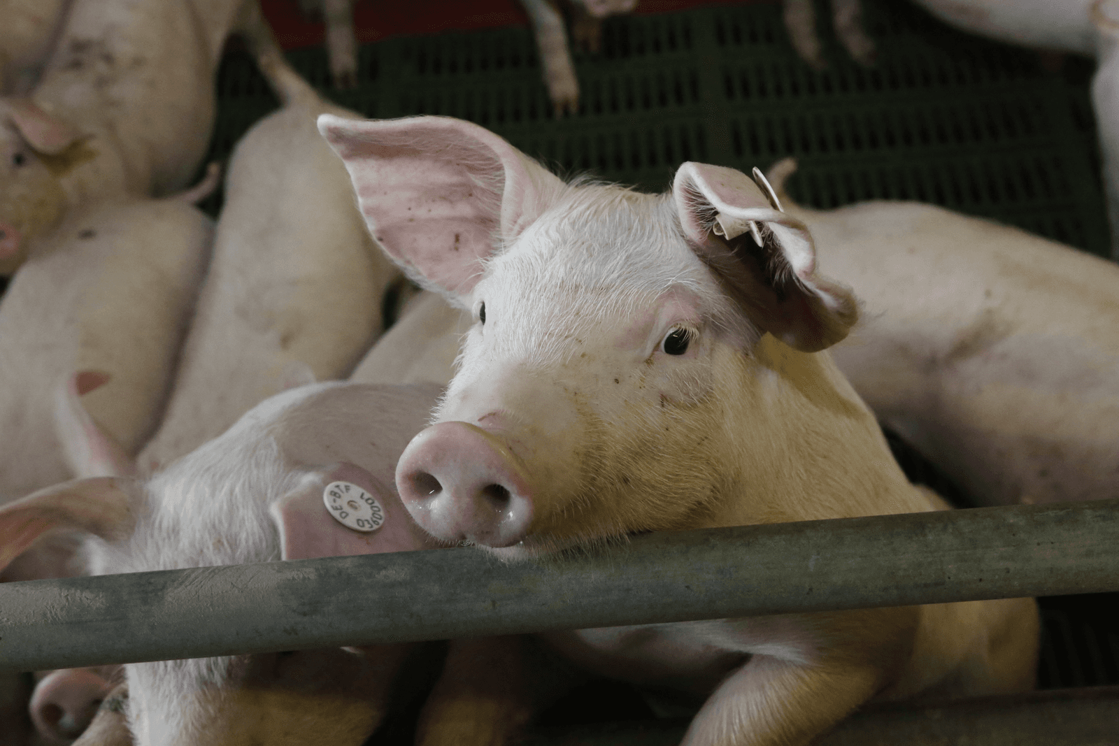 De Raad van State herroept de omgevingsvergunning van een varkensstal in Zevenhuizen, omdat bezwaarmakers niet bij gemeente Leek konden reageren. - Foto: Henk Riswick