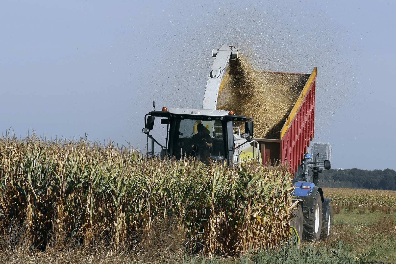Maisopbrengst Achterhoek 35 tot 40 ton per hectare - Foto: Bert Jansen