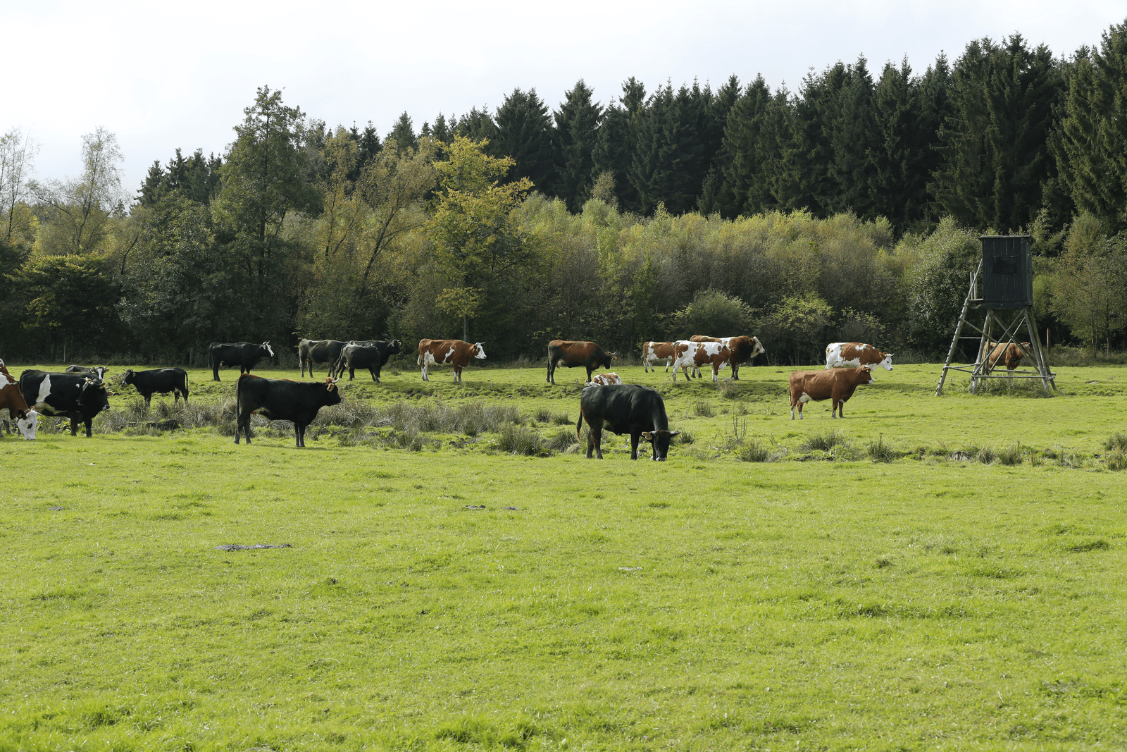 Forse stijging Duitse productie biomelk - Foto: Henk Riswick