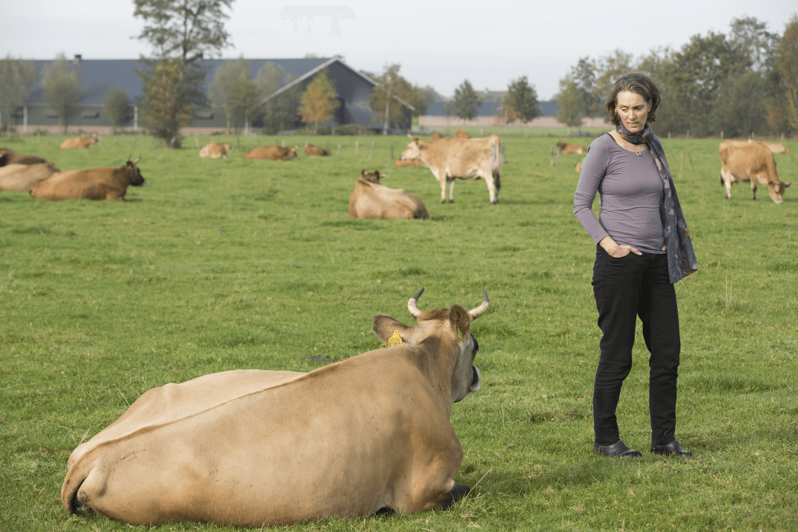 Irene van de Voort met haar Jersey-koeien - Foto: Koos Groenewold
