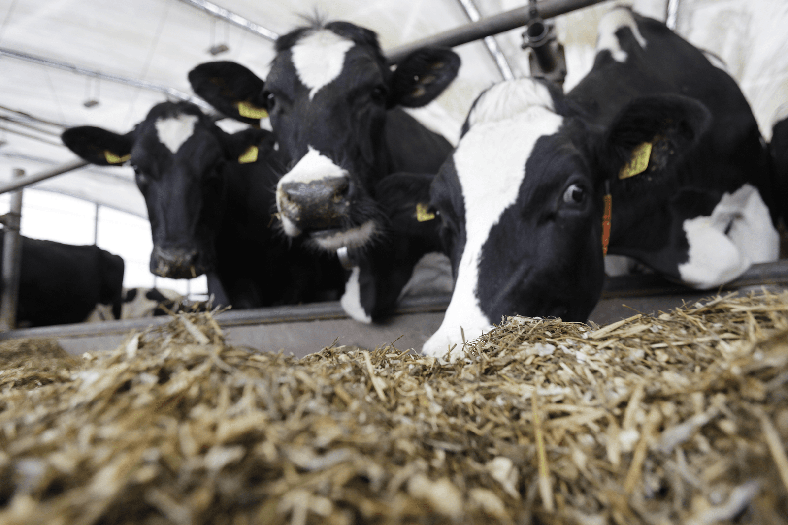 Fosfaatproductie ook zonder fosfaatrechten onder plafond - Foto: Ton Kastermans Fotografie