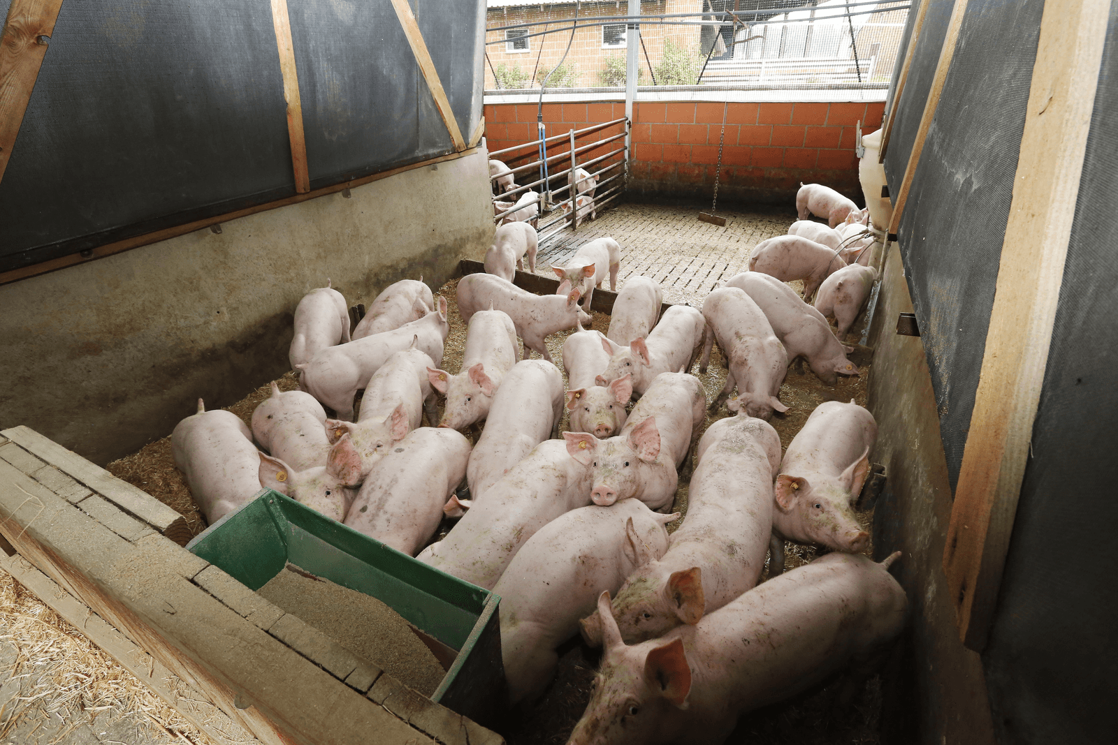 Een welzijnsvriendelijke stal in Neuenkirchen-Bramsche. Het Duitse parlement is bezorgd over het dierenwelzijn in de intensieve veehouderij. - Foto: Henk Riswick