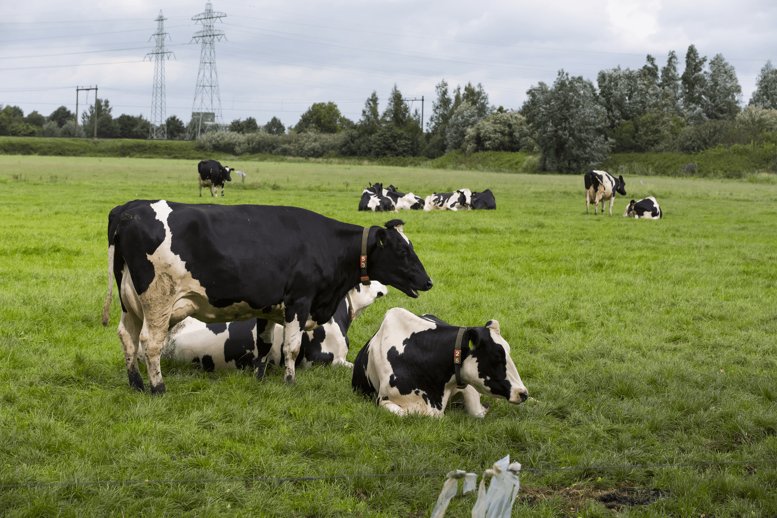 Aanpassen referentie fosfaatrechten heeft gevolgen - Foto: Ruud Ploeg
