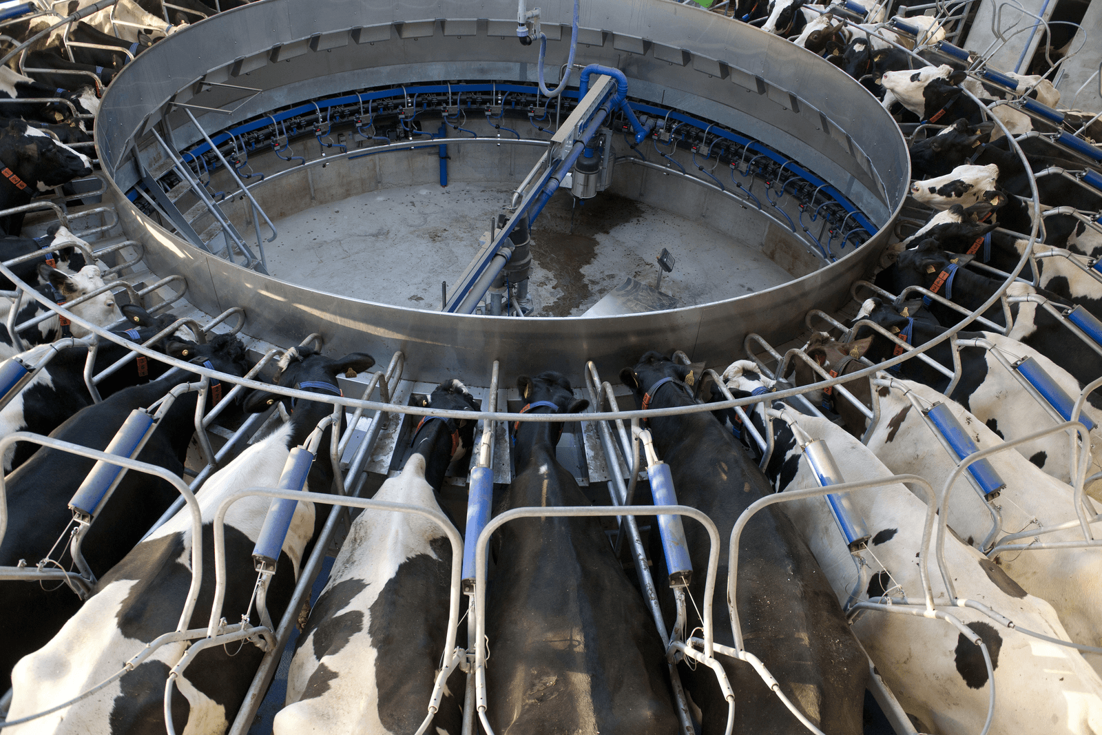 RVO.nl krijgt 4.000 aanmeldingen voor inleveren melk - Foto: Mark Pasveer