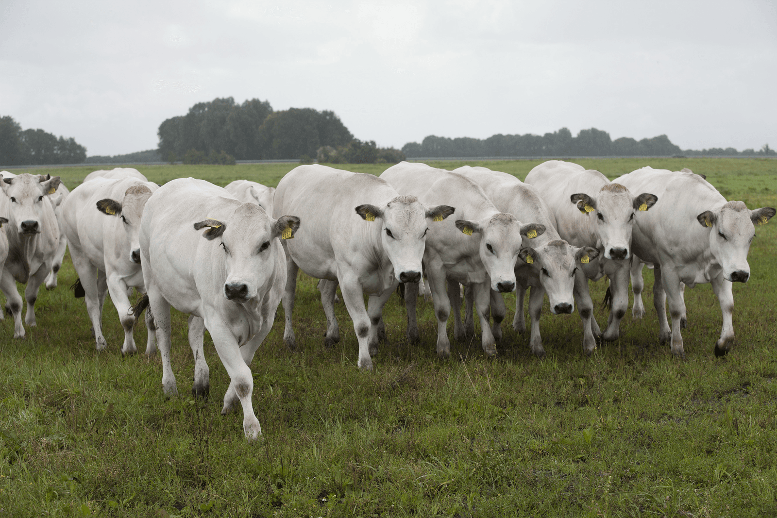 De aantallen jongvee voor vleesvee daalden sterk in 2016 - Foto: Hans Banus