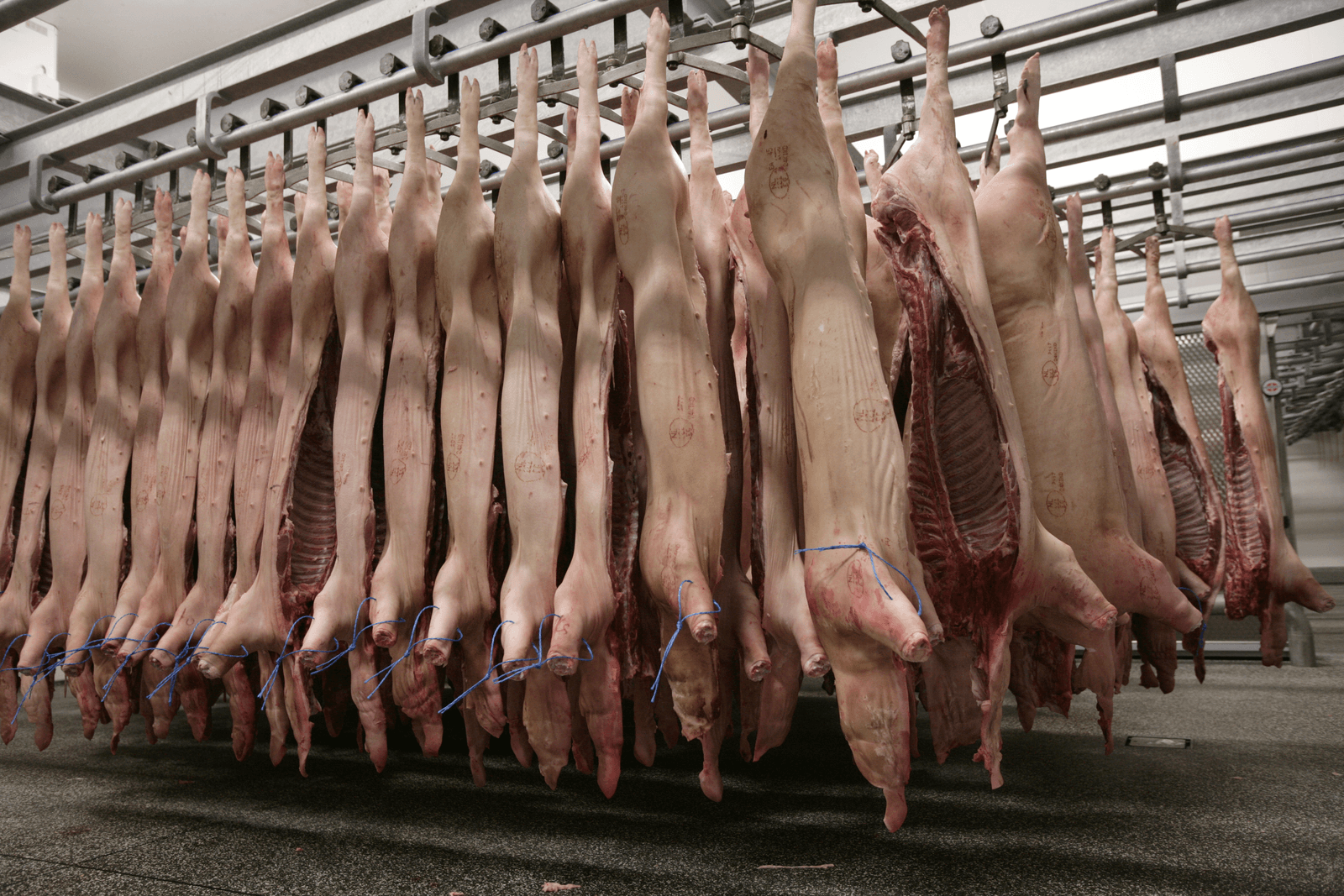 Polen heeft in het eerste half jaar 219.600 ton varkensvlees geëxporteerd.Een stijging van 13% ten opzichte van 2015. - Foto: Michel Zoeter