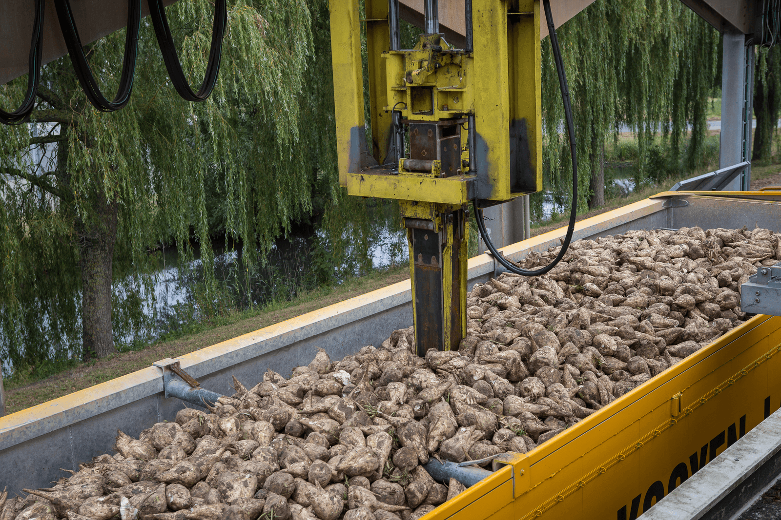 Het bemonsteren van bieten bij ontvangst in Dinteloord - Foto: Peter Roek