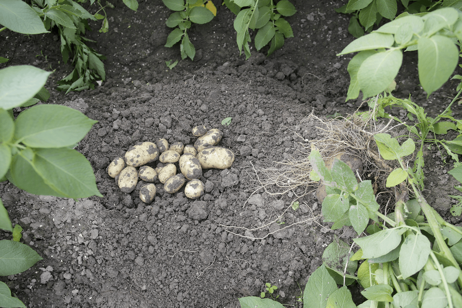 Nieuwe gentechniek veelbelovend in strijd tegen phytophthora - Foto: Ton Kastermans