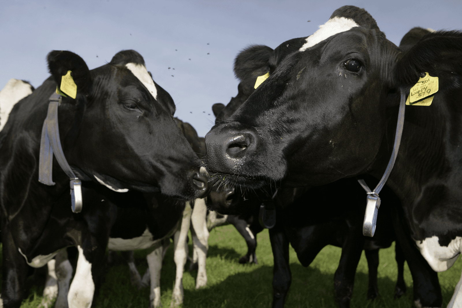Handelsplatform Cowlinq verhandelt 5.000ste koe - Foto: Michel Zoeter