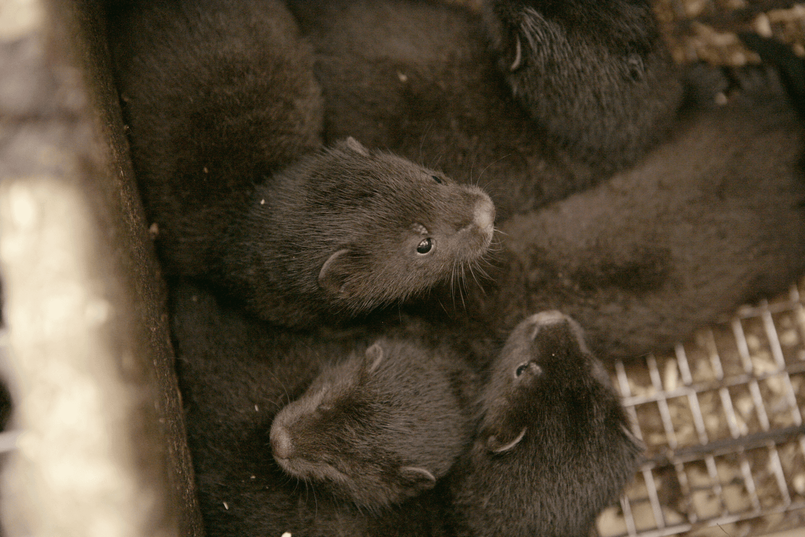 De Nederlandse Federatie van Edelpelsdierenhouders (NFE) noemt het advies van advocaat-generaal Paul Vlas over de beroepszaak van het verbod op pelsdierhouderij een stap in de goede richting. - Foto: Michel Zoeter