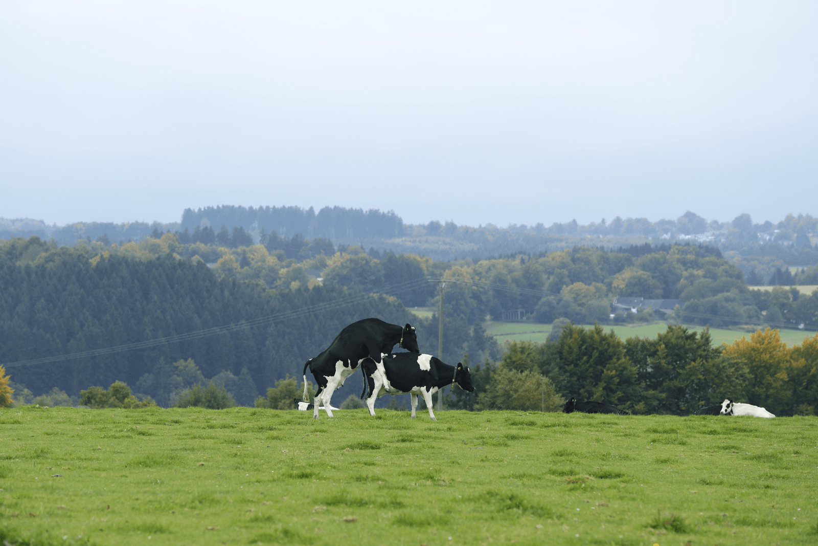 Foto: Henk Riswick