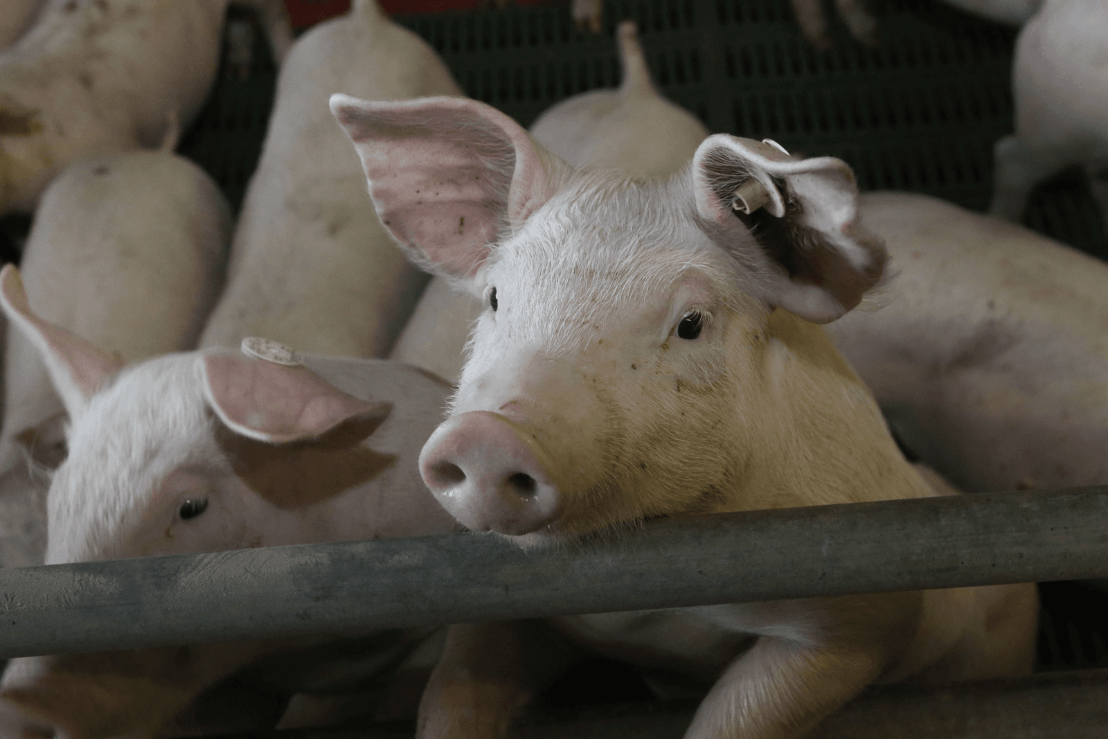 Tetracyclinegebruik Deense varkenssector stijgt weer - Foto: Henk Riswick