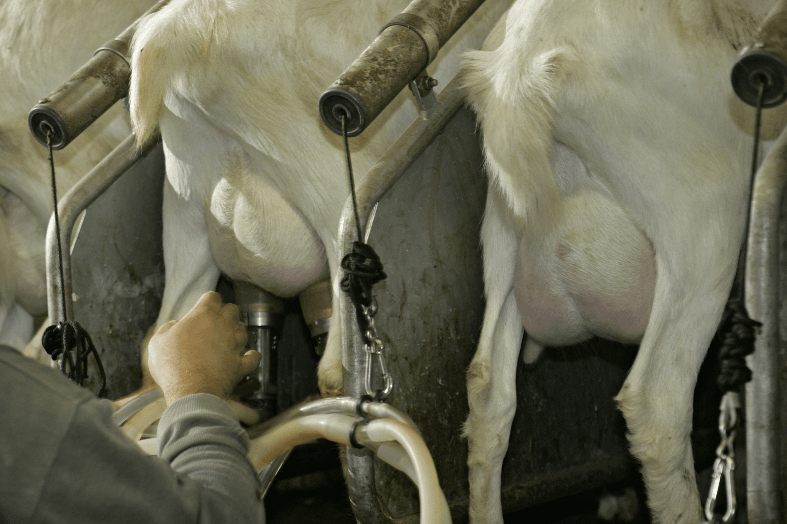 Ook aannamestop in biologische geitenhouderij - Foto: Jan Willem Schouten
